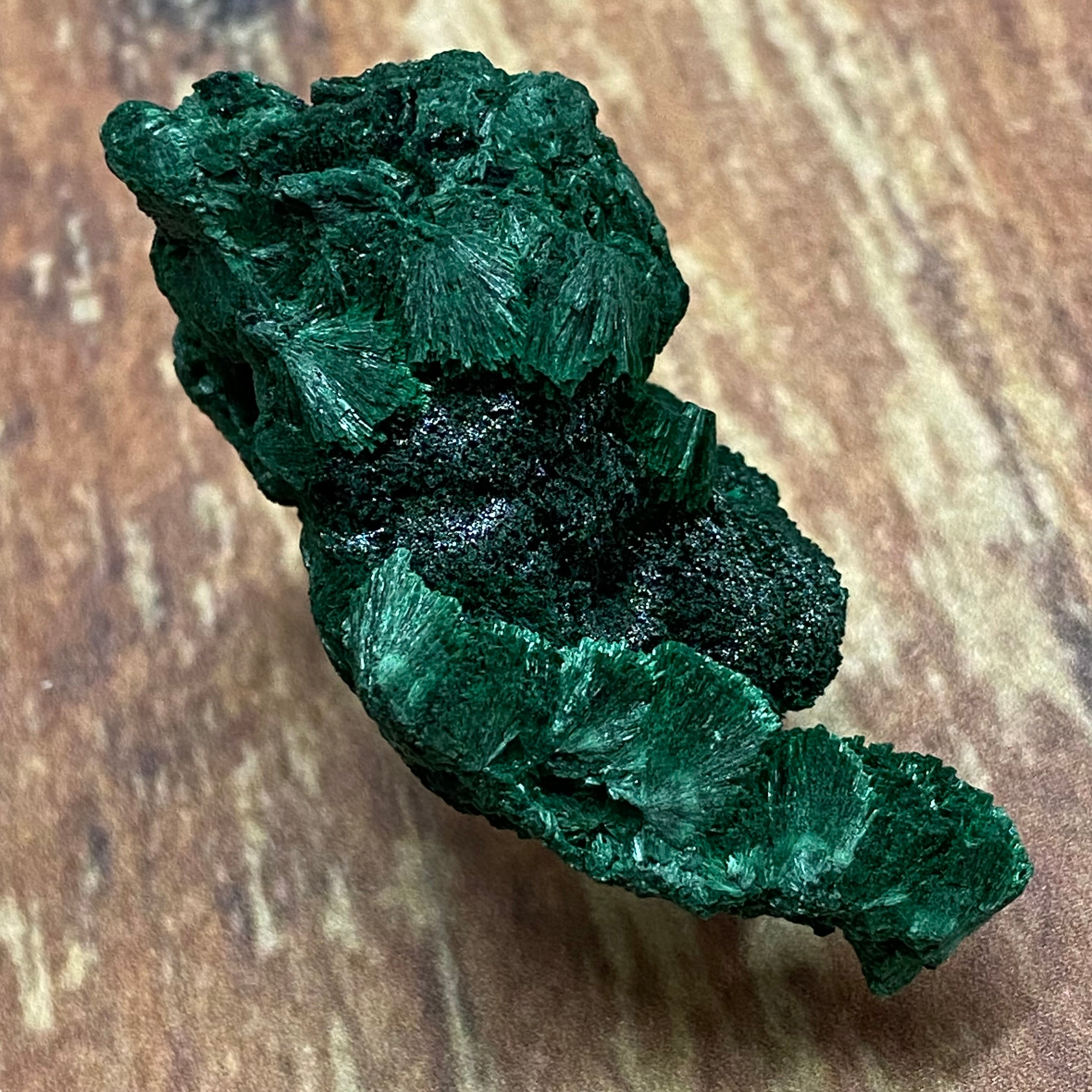 Emperor Malachite - 132