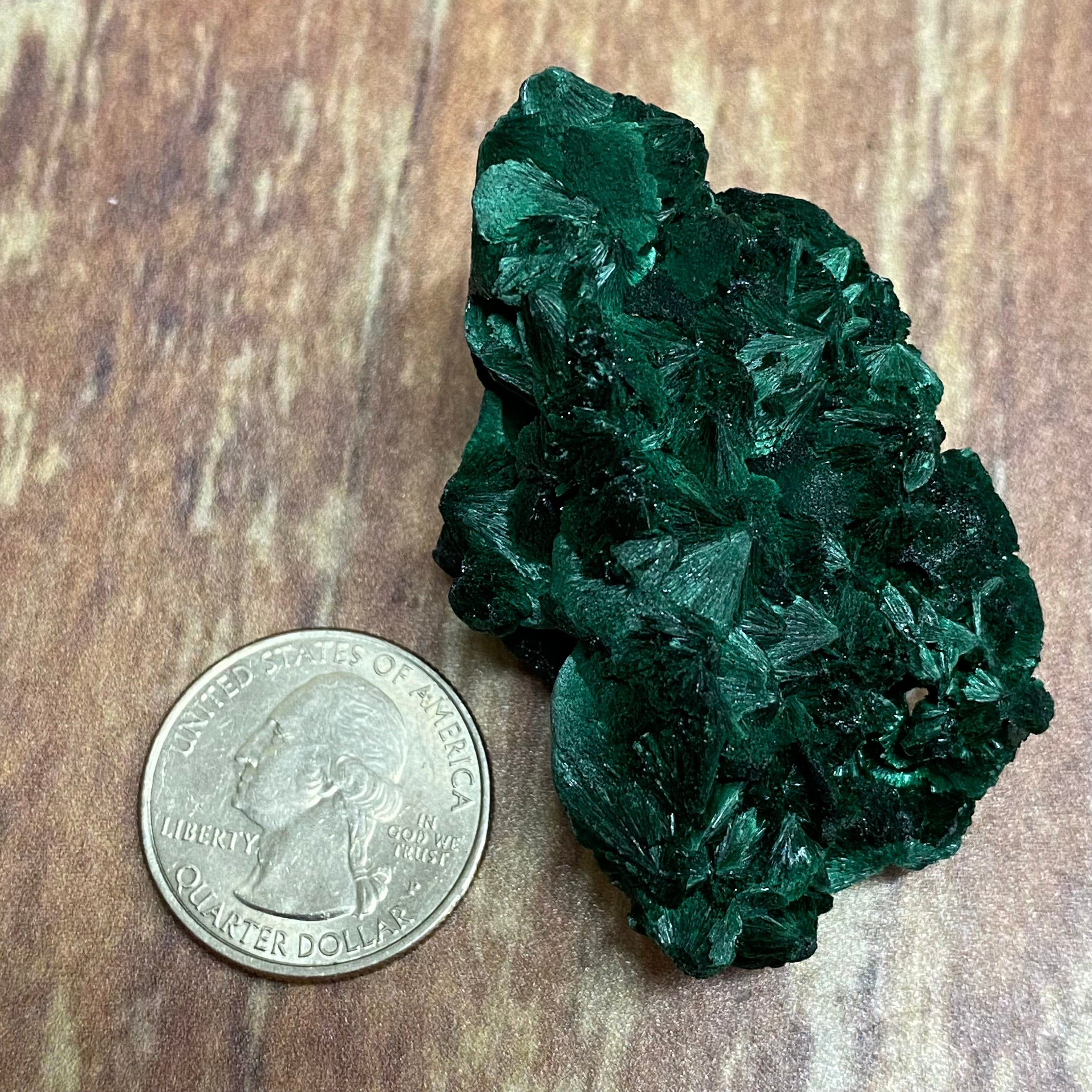 Emperor Malachite - 135