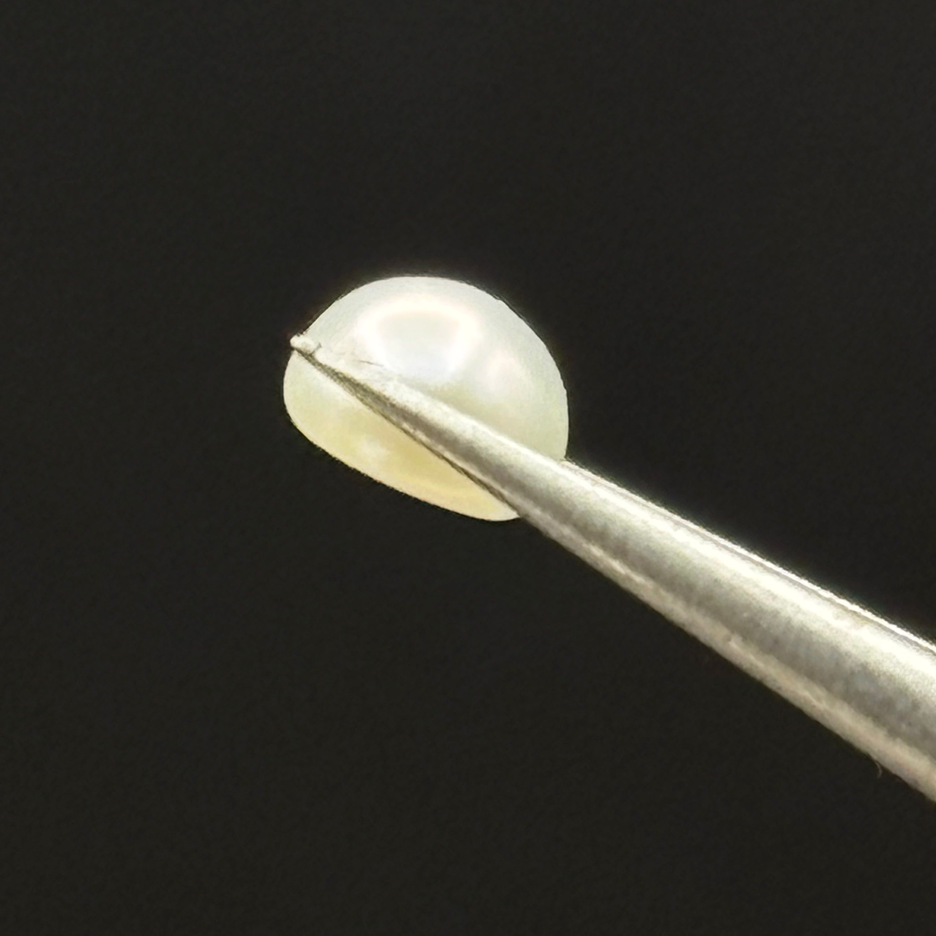 Wild Freshwater Pearl - 004