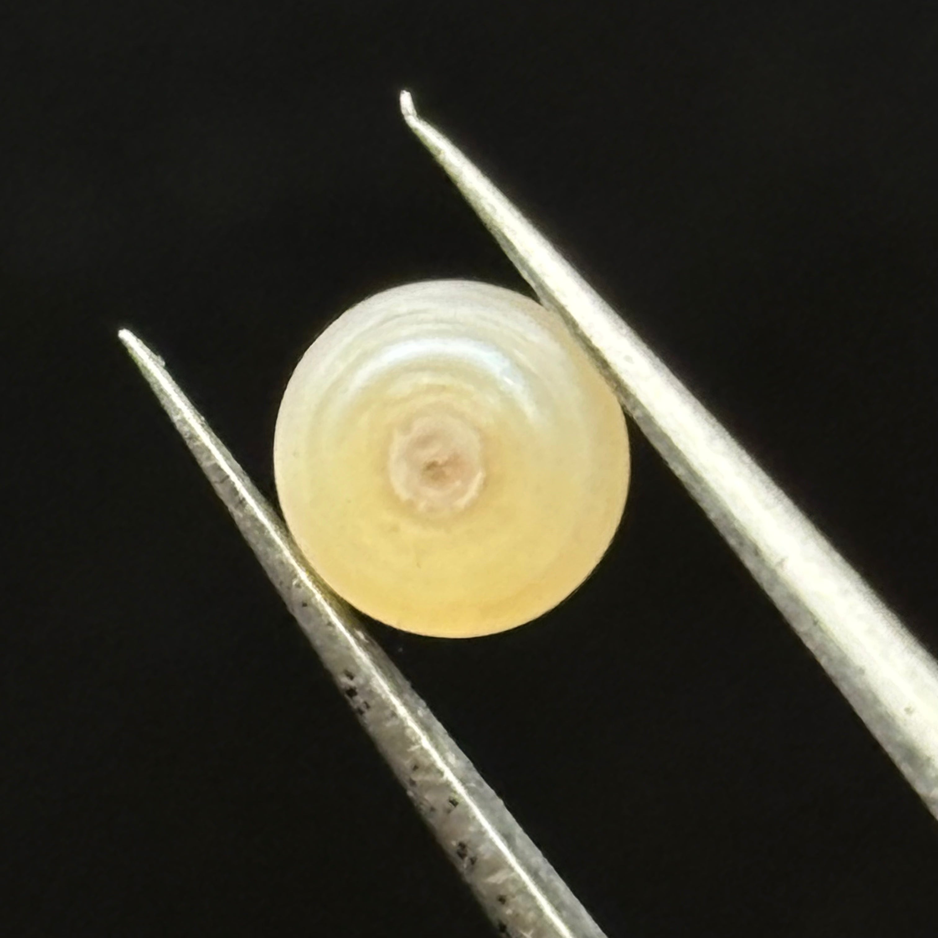 Wild Freshwater Pearl - 011