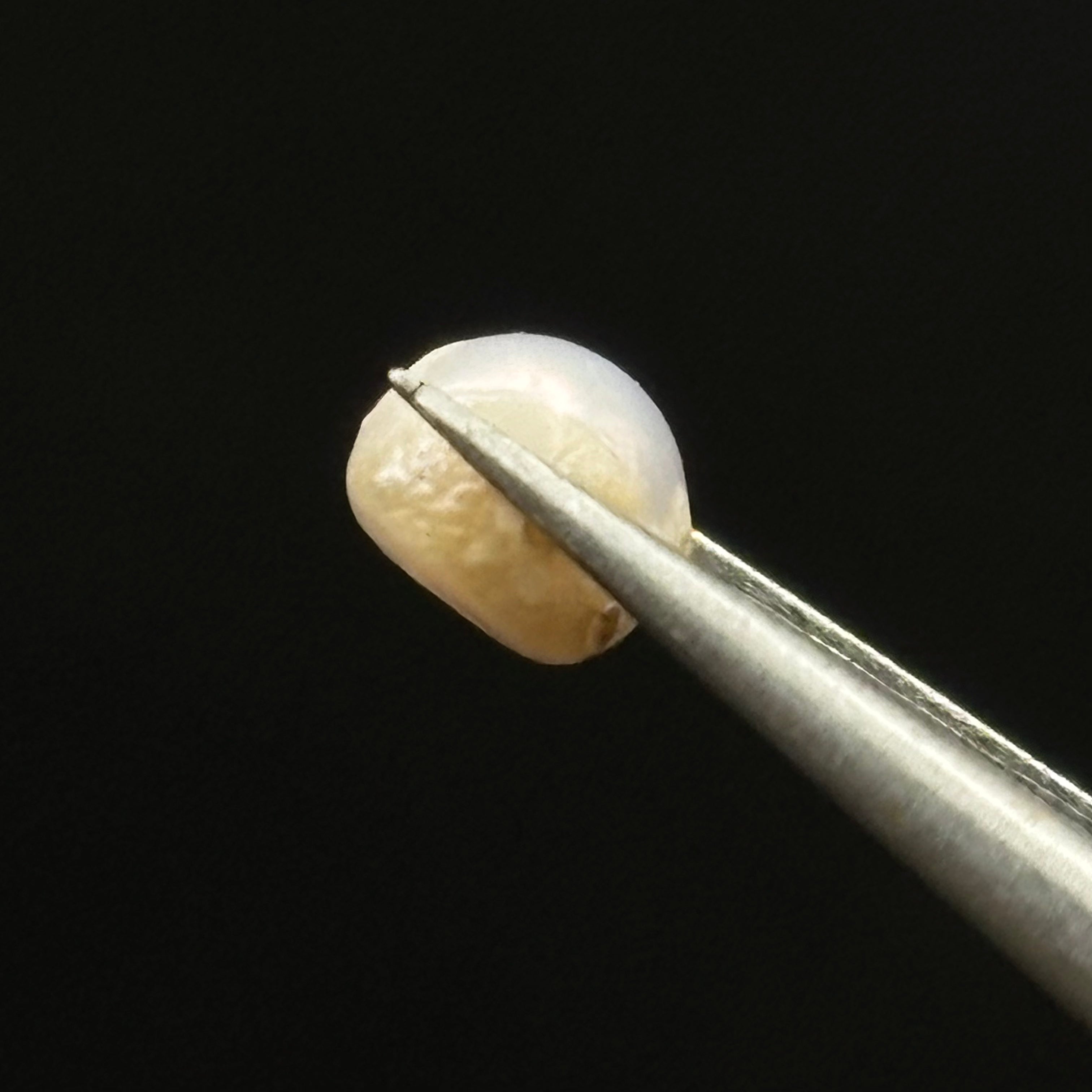 Wild Freshwater Pearl - 050