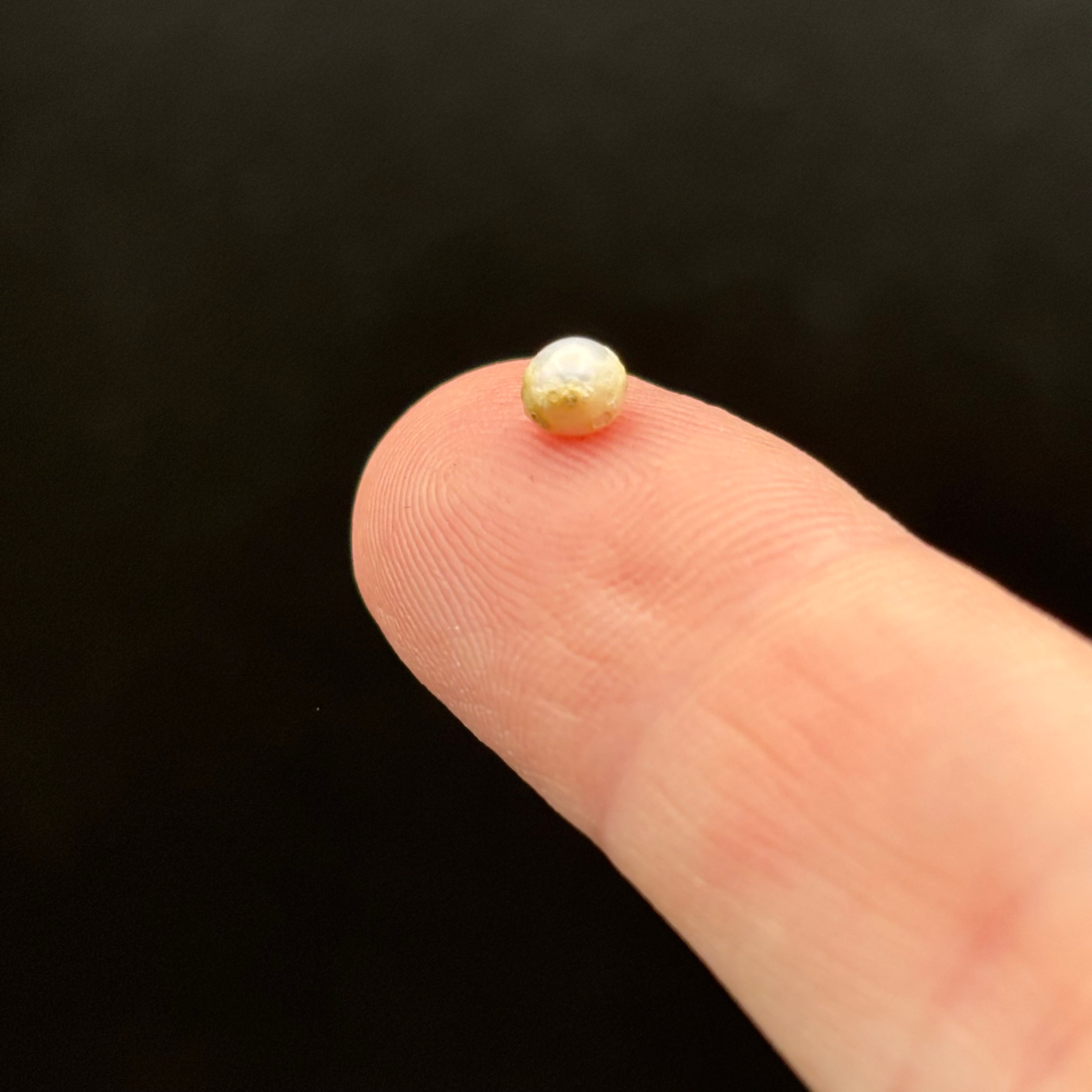 Wild Freshwater Pearl - 050