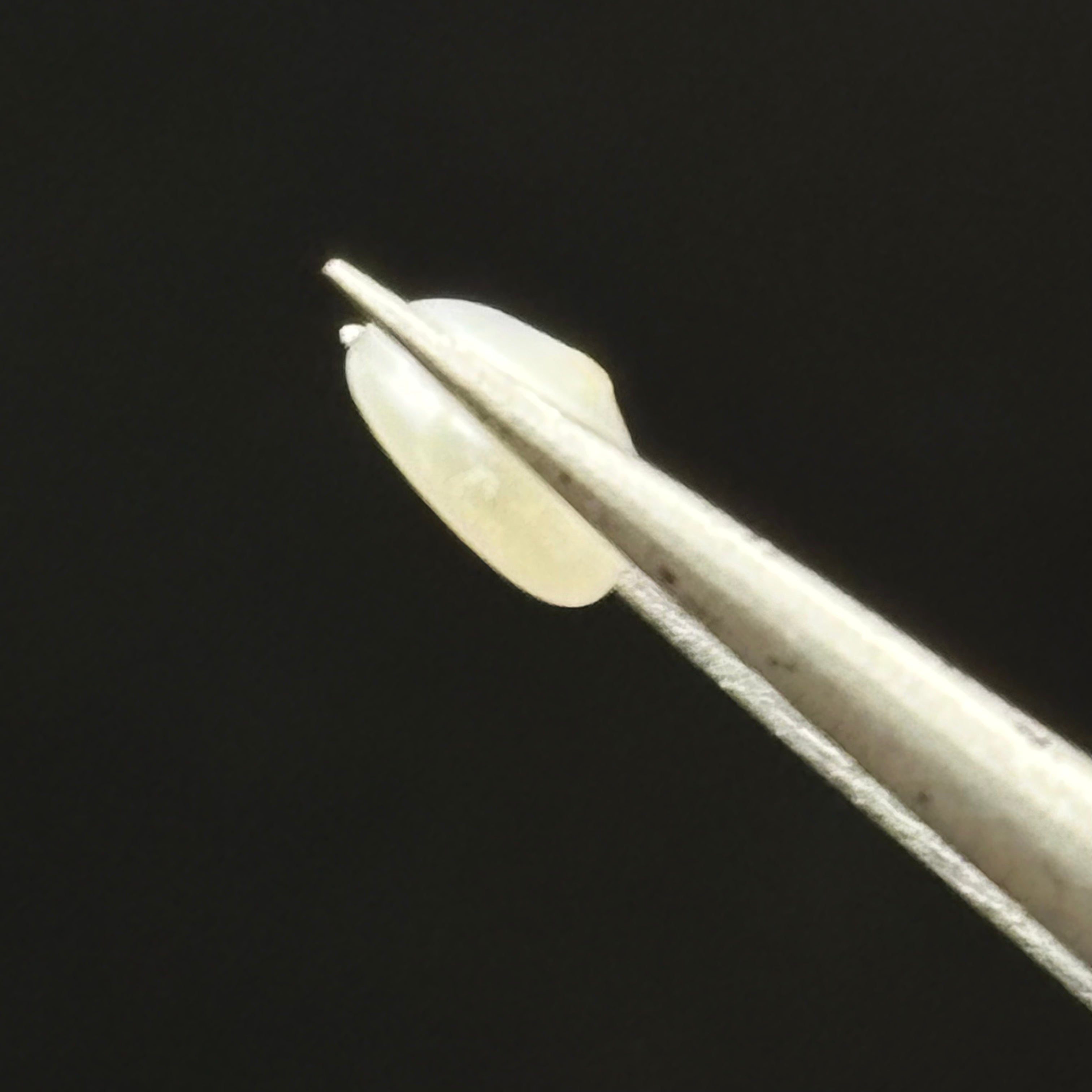 Wild Freshwater Pearl - 059