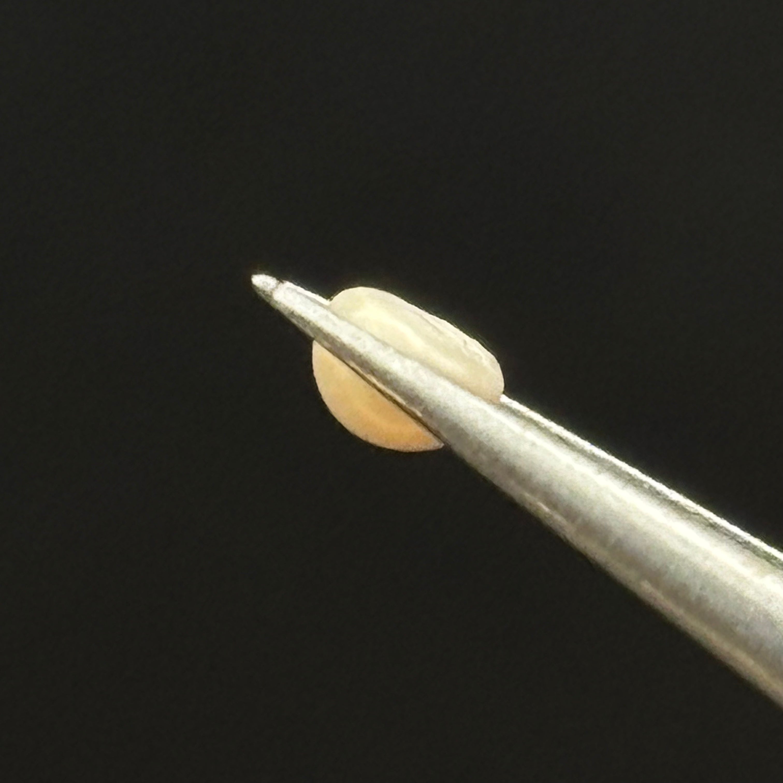 Wild Freshwater Pearl - 062