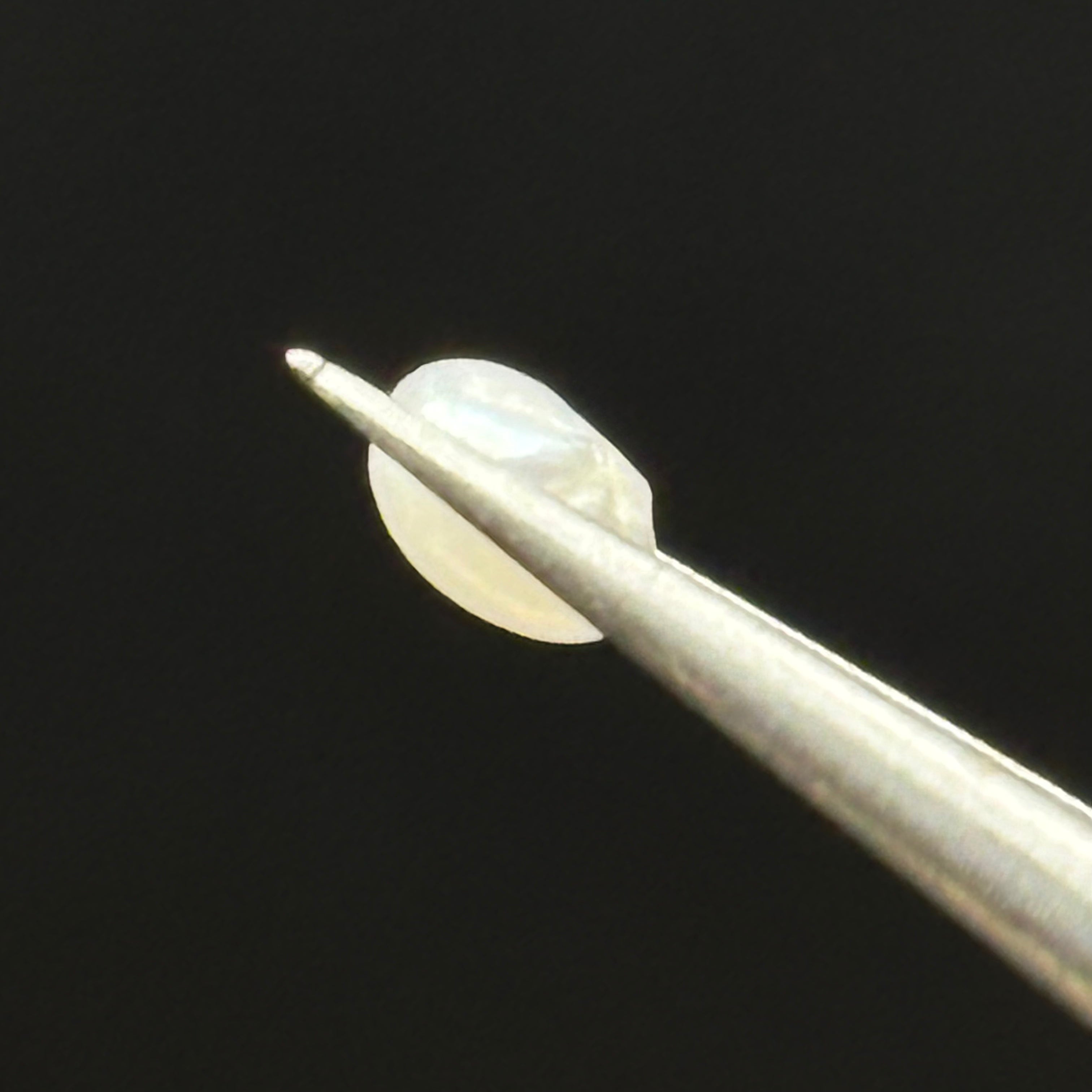 Wild Freshwater Pearl - 063