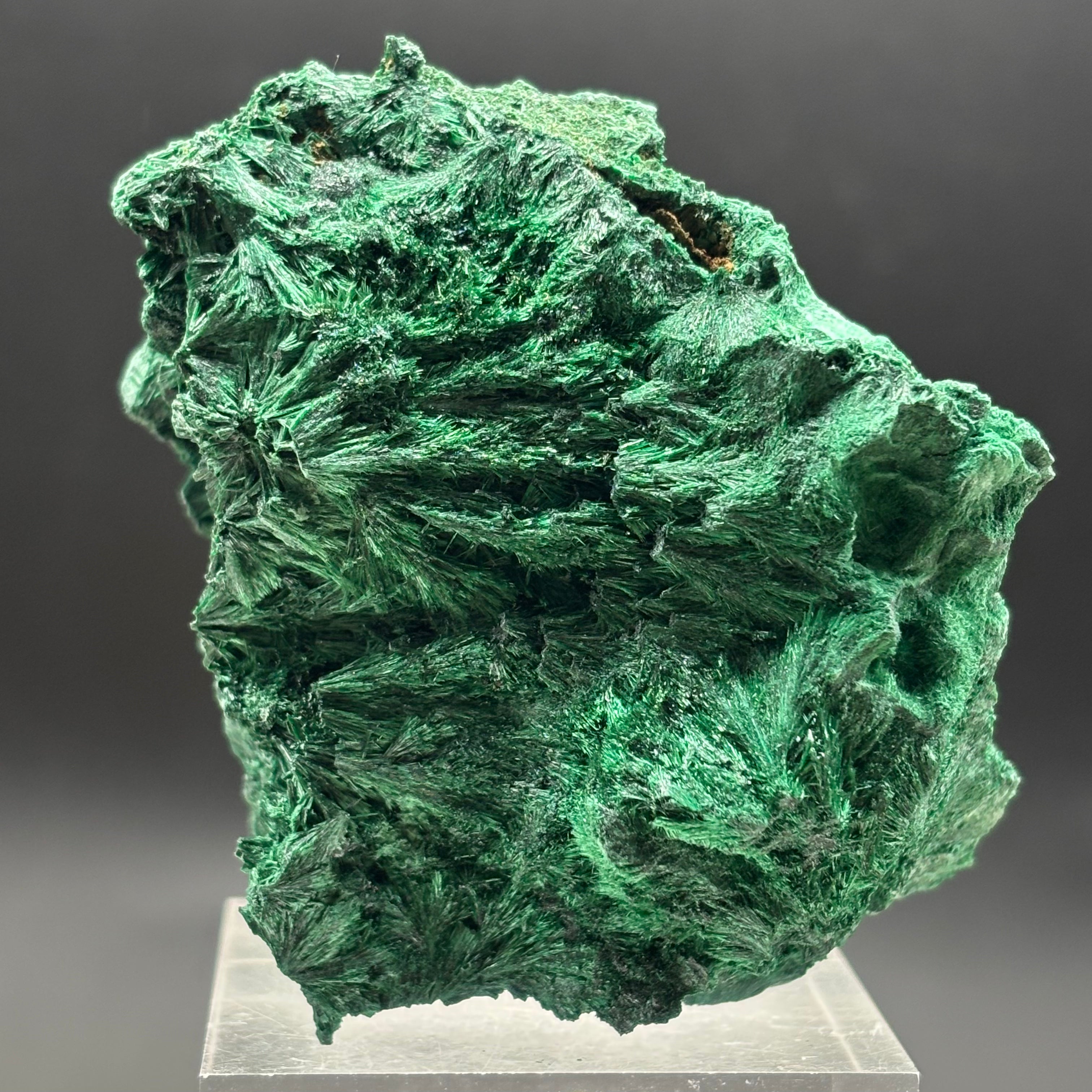 Emperor Malachite - 201