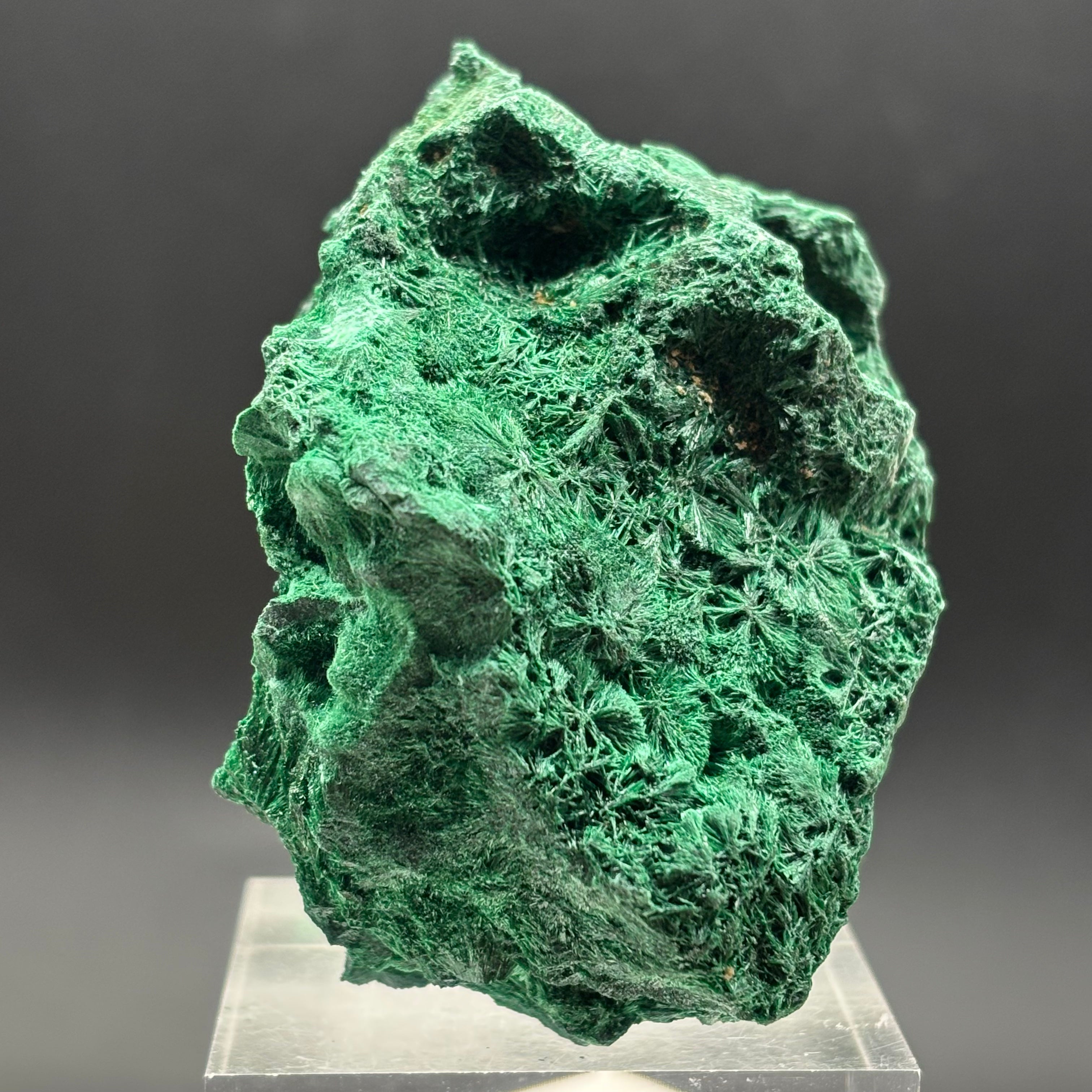 Emperor Malachite - 201