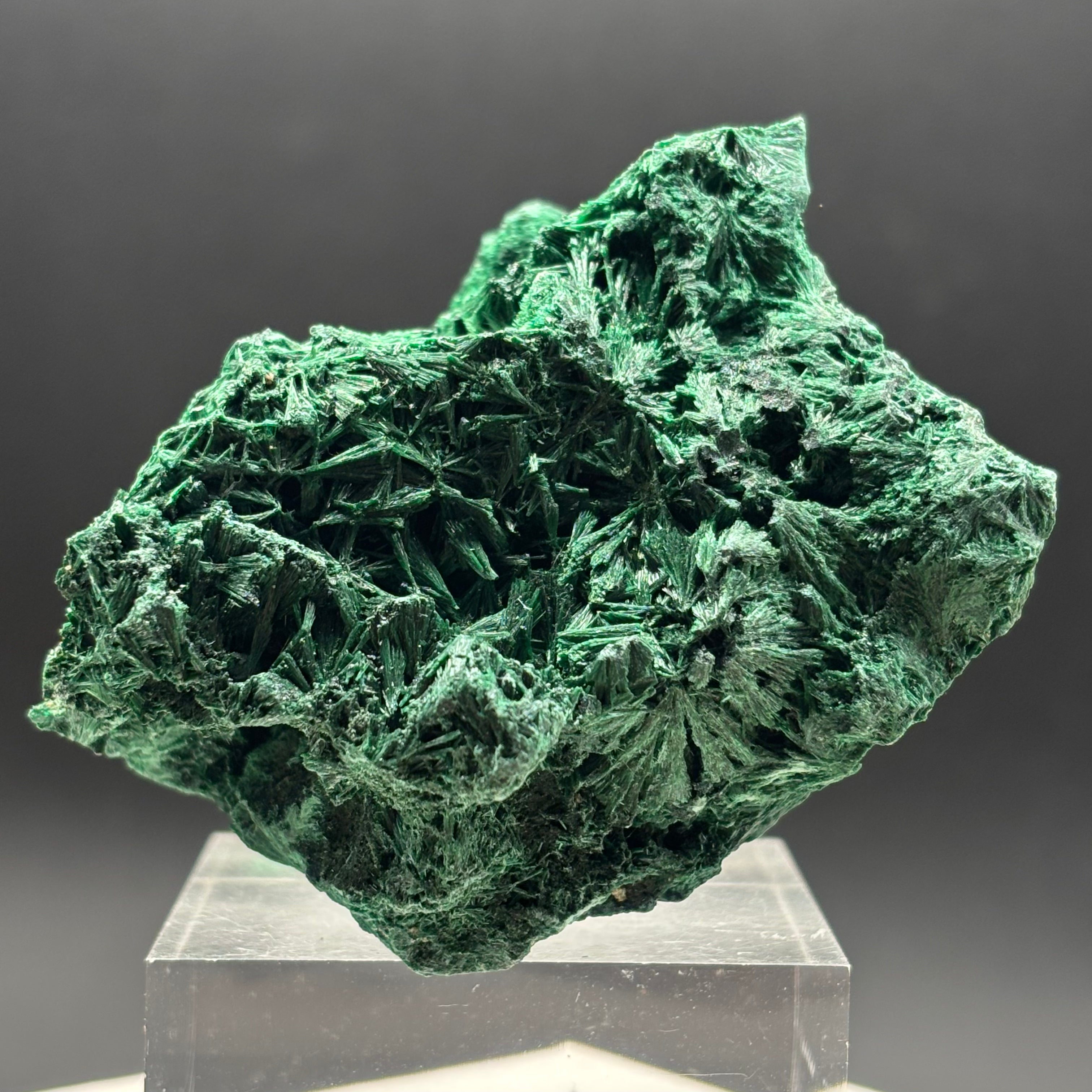 Emperor Malachite - 201