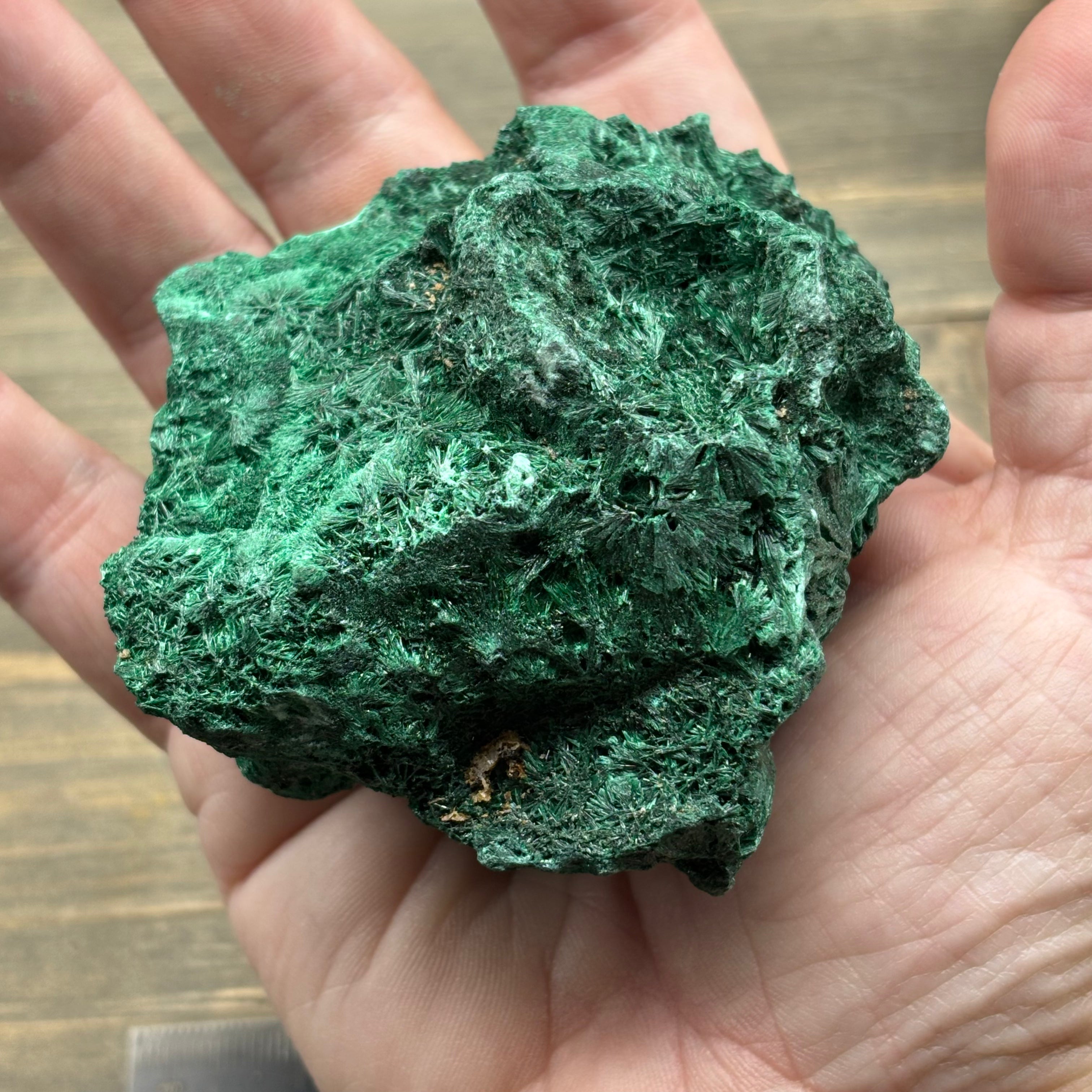 Emperor Malachite - 201