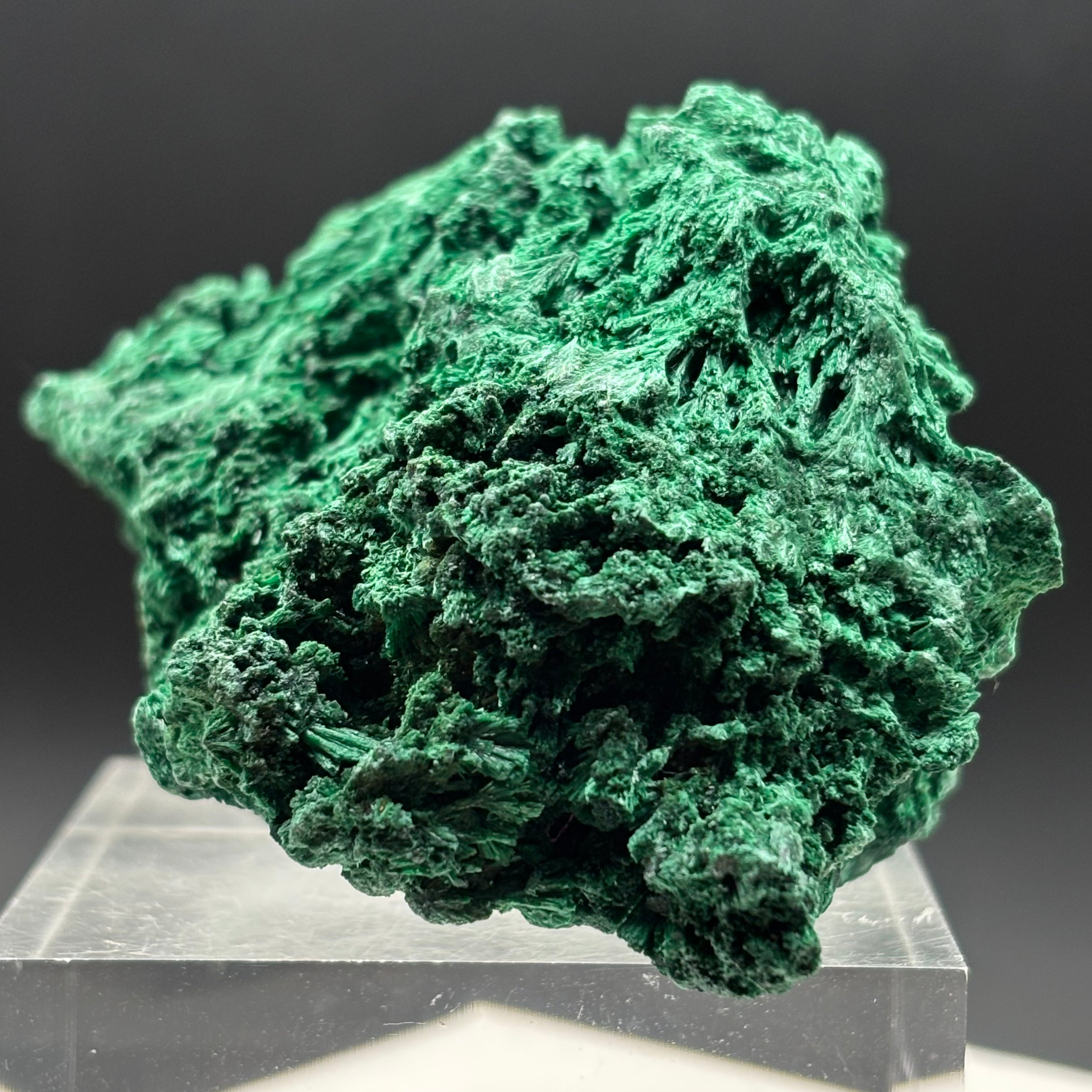Emperor Malachite - 202
