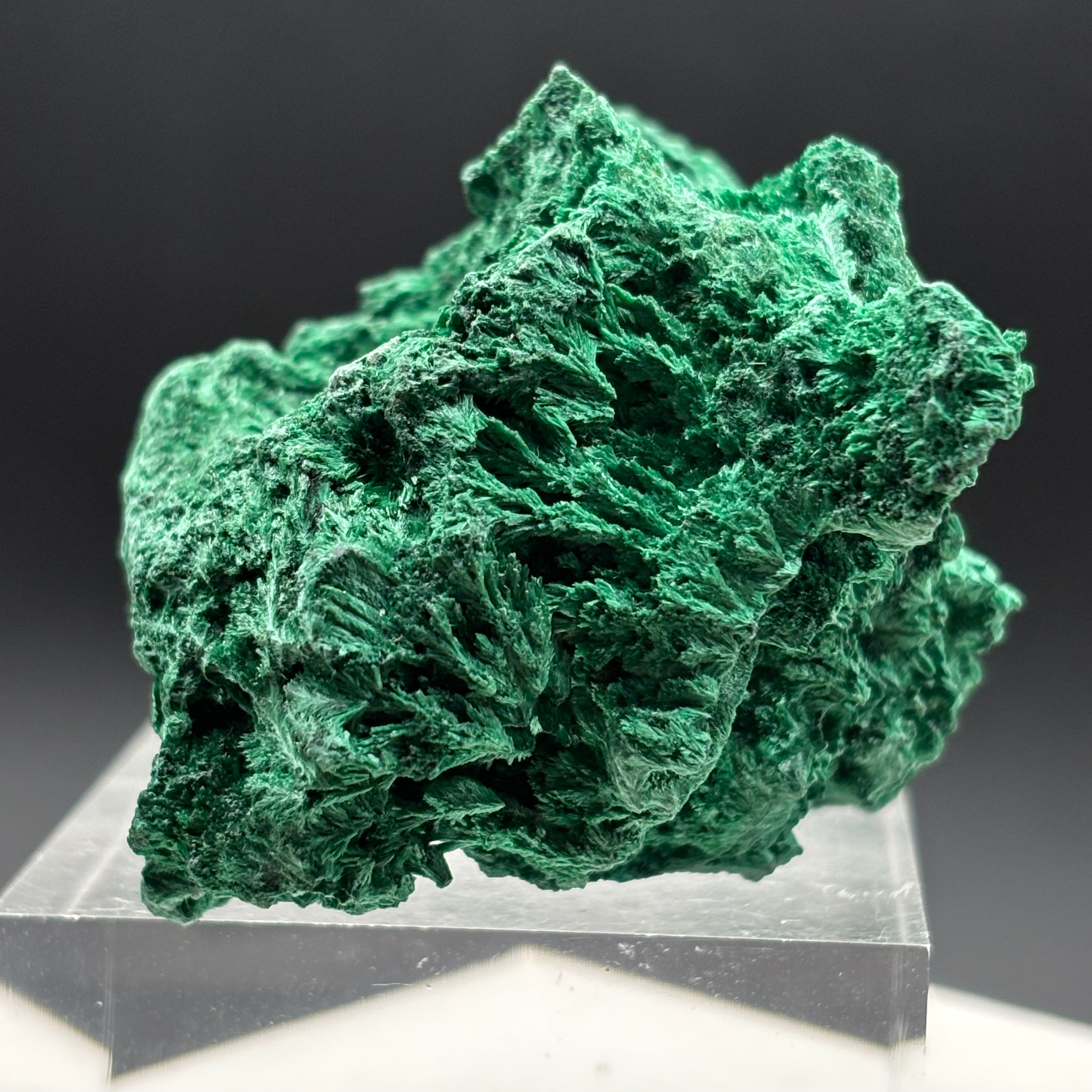 Emperor Malachite - 202