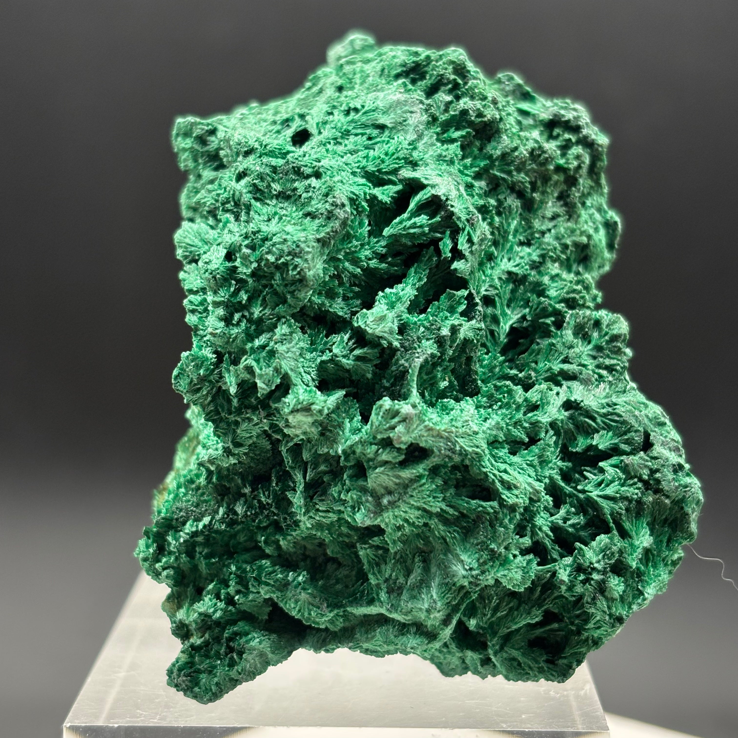 Emperor Malachite - 202