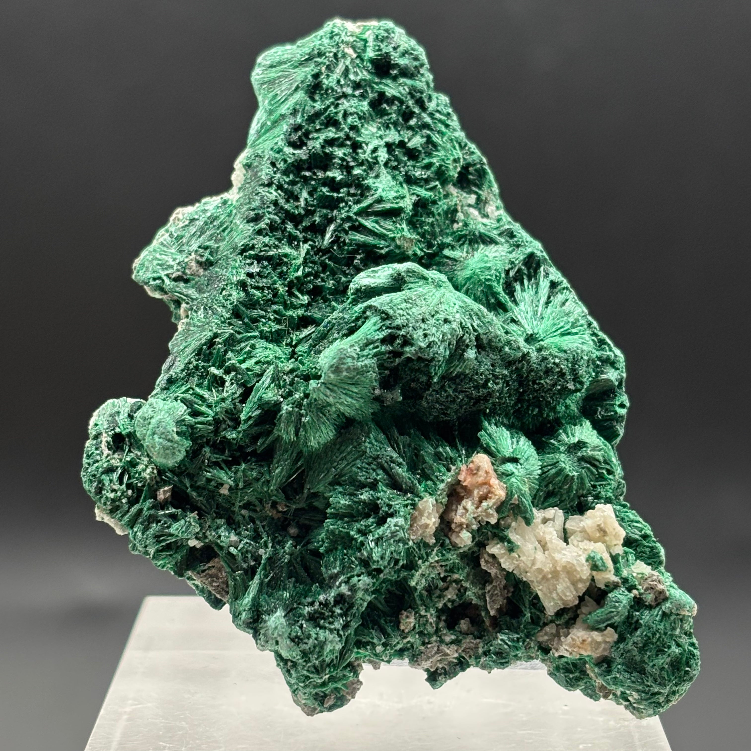 Emperor Malachite - 203