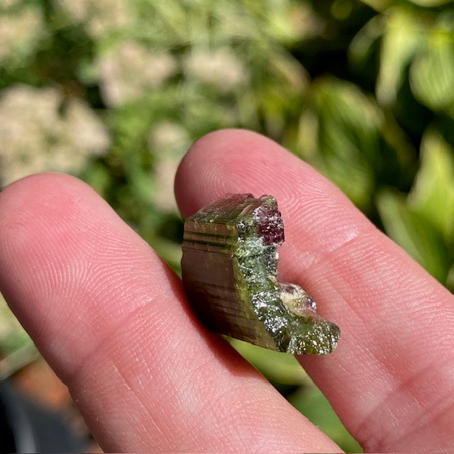 Watermelon Tourmaline - 022