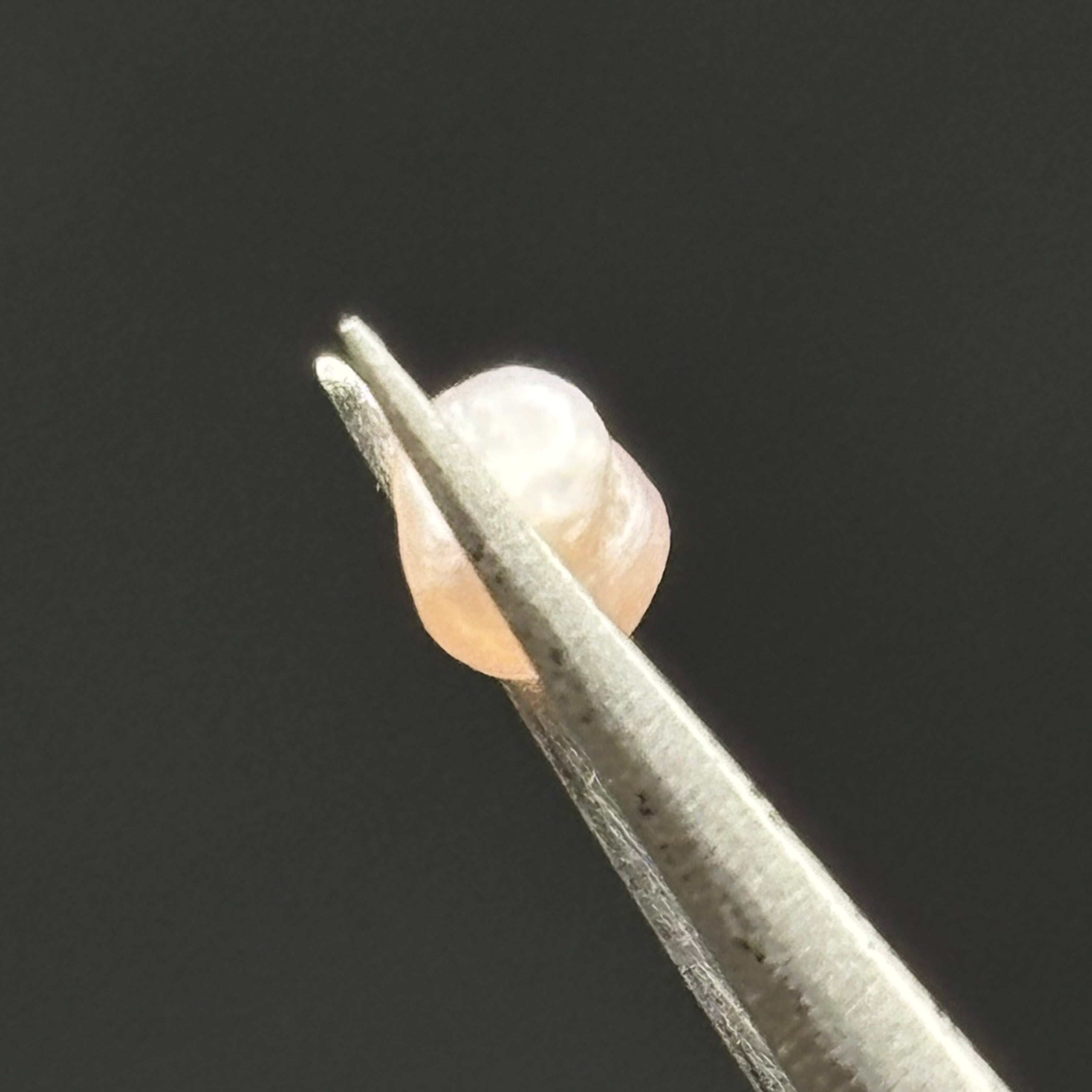 Wild Freshwater Pearl - 068