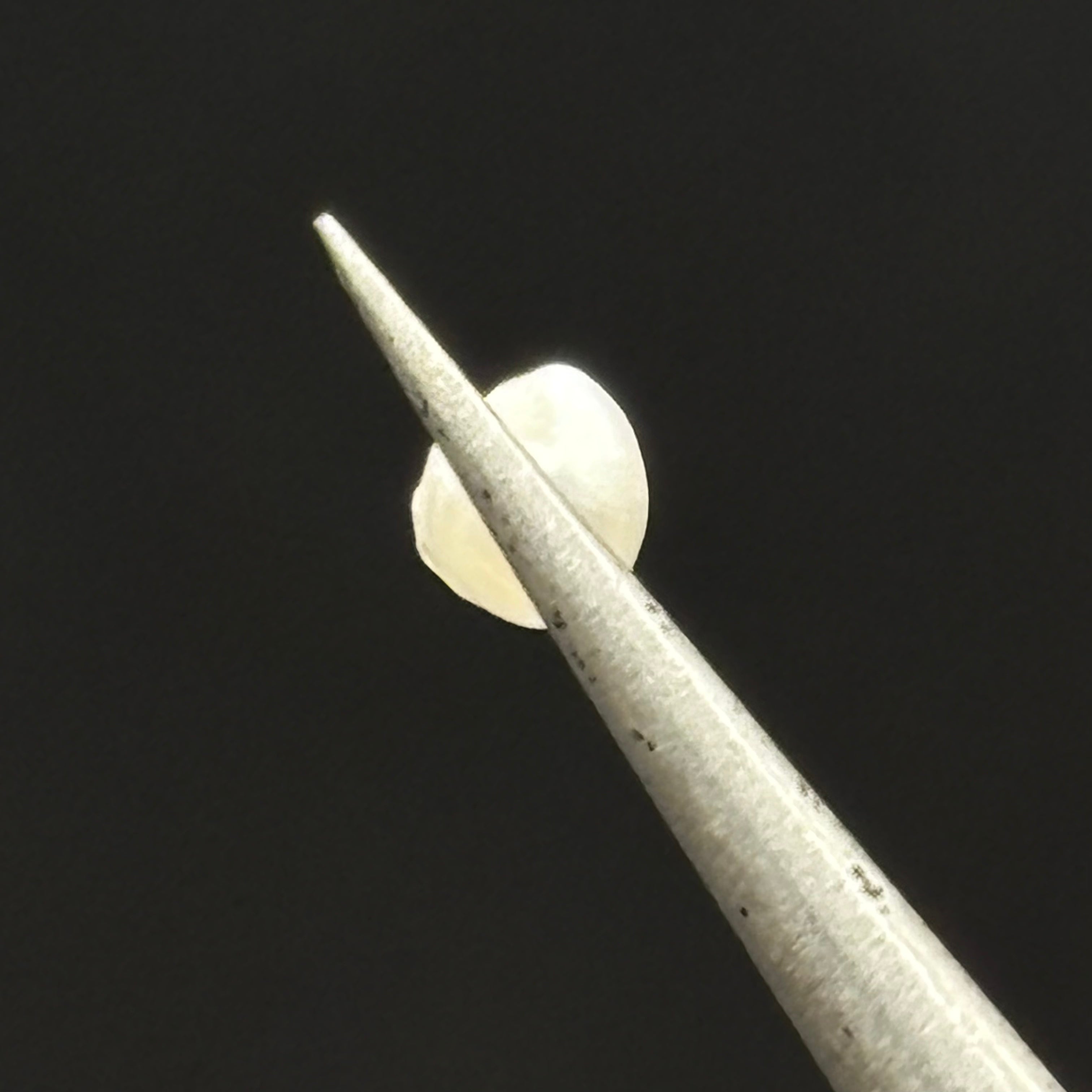 Wild Freshwater Pearl - 072