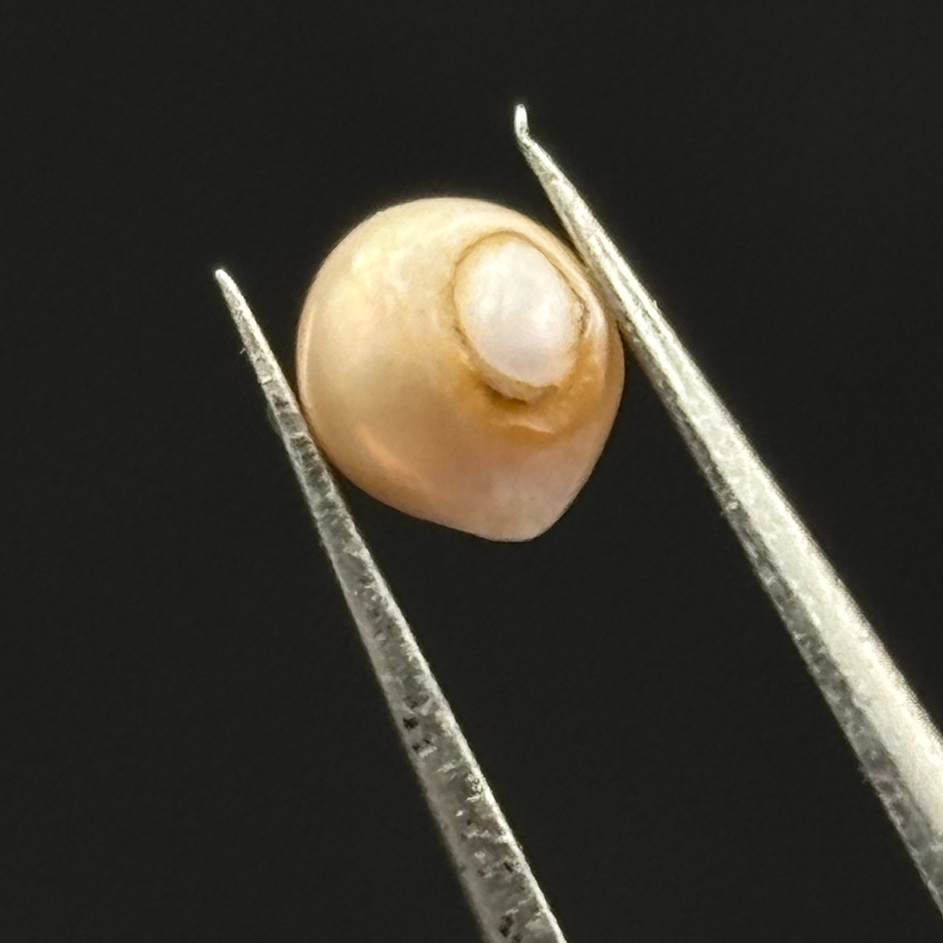 Wild Freshwater Pearl - 076