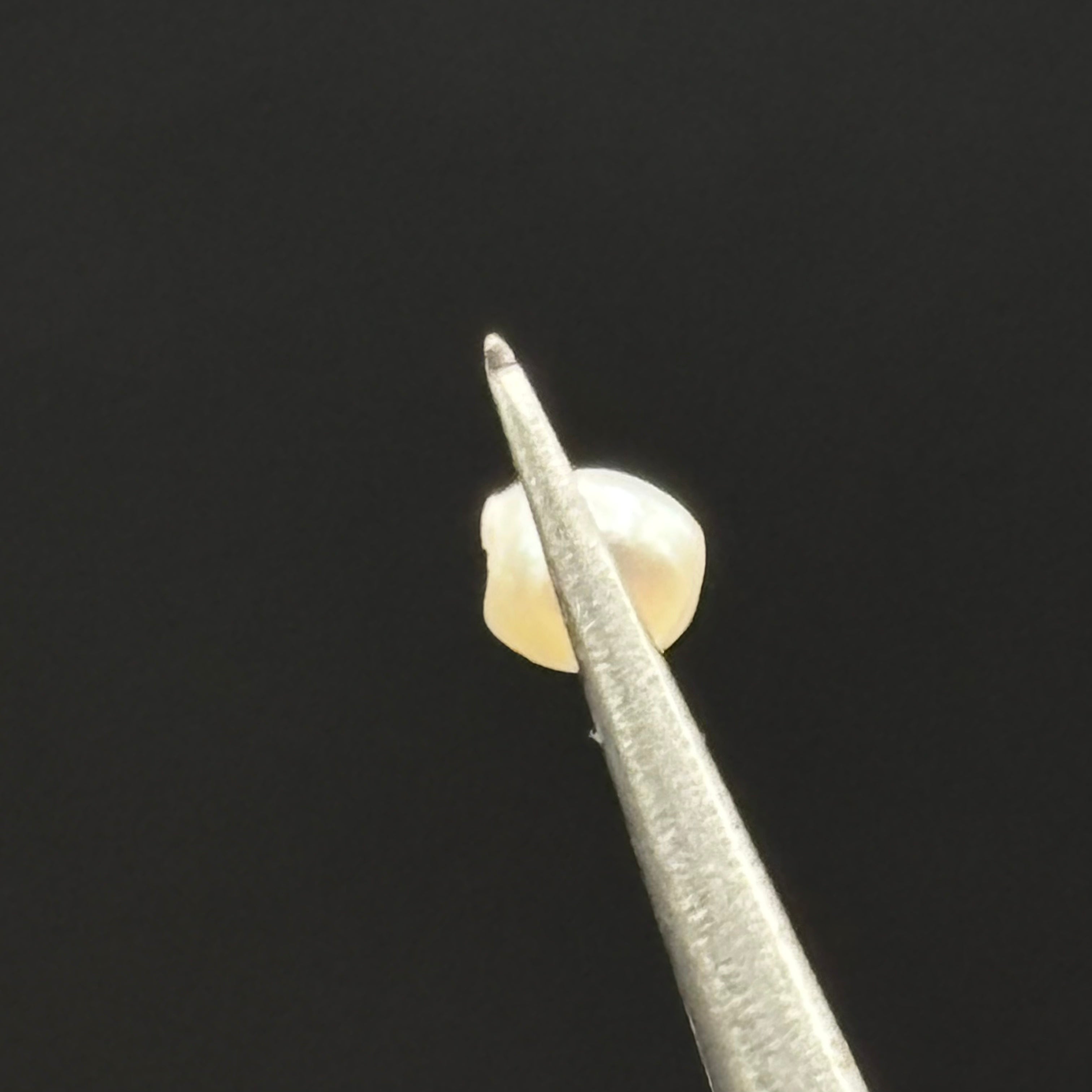 Wild Freshwater Pearl - 081