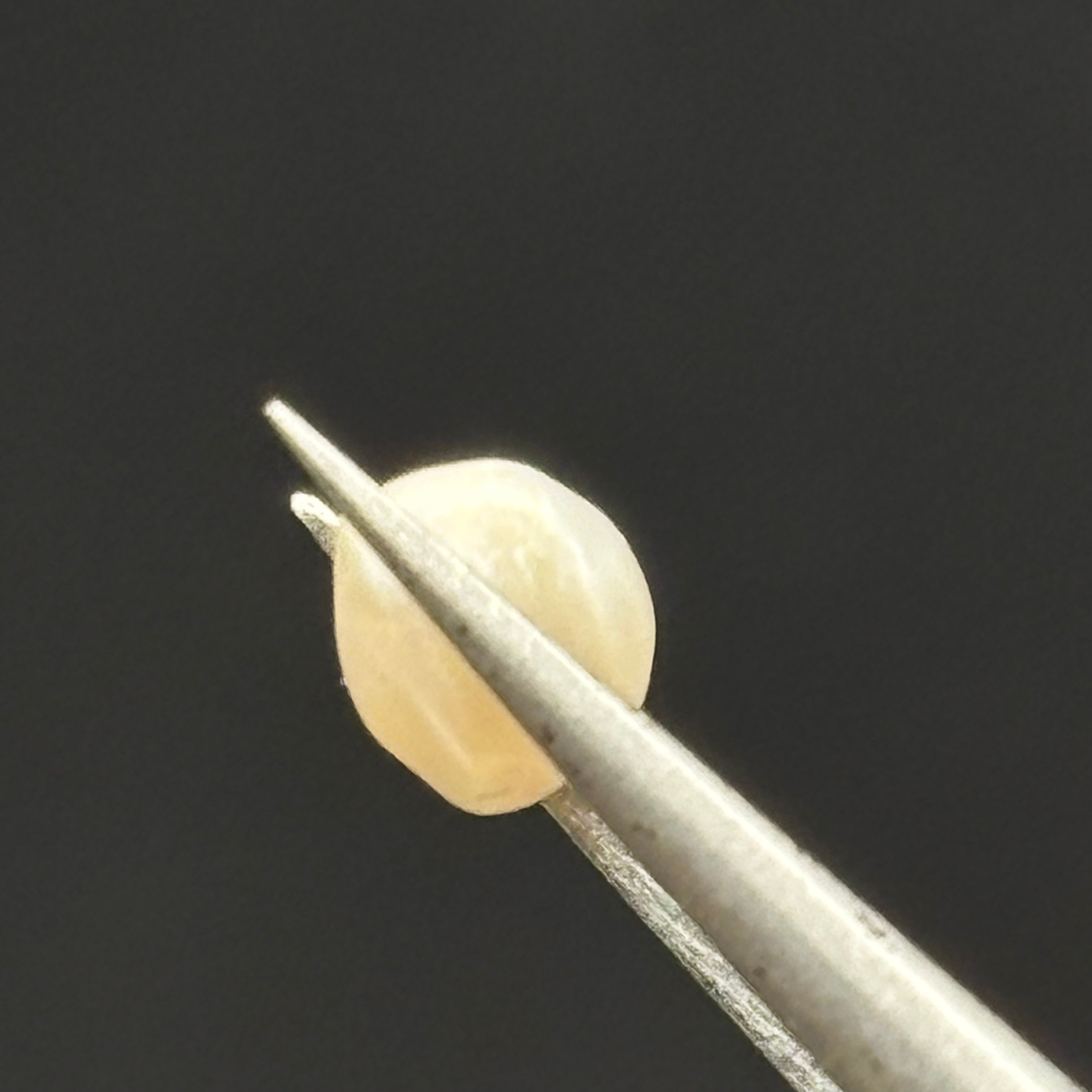 Wild Freshwater Pearl - 085