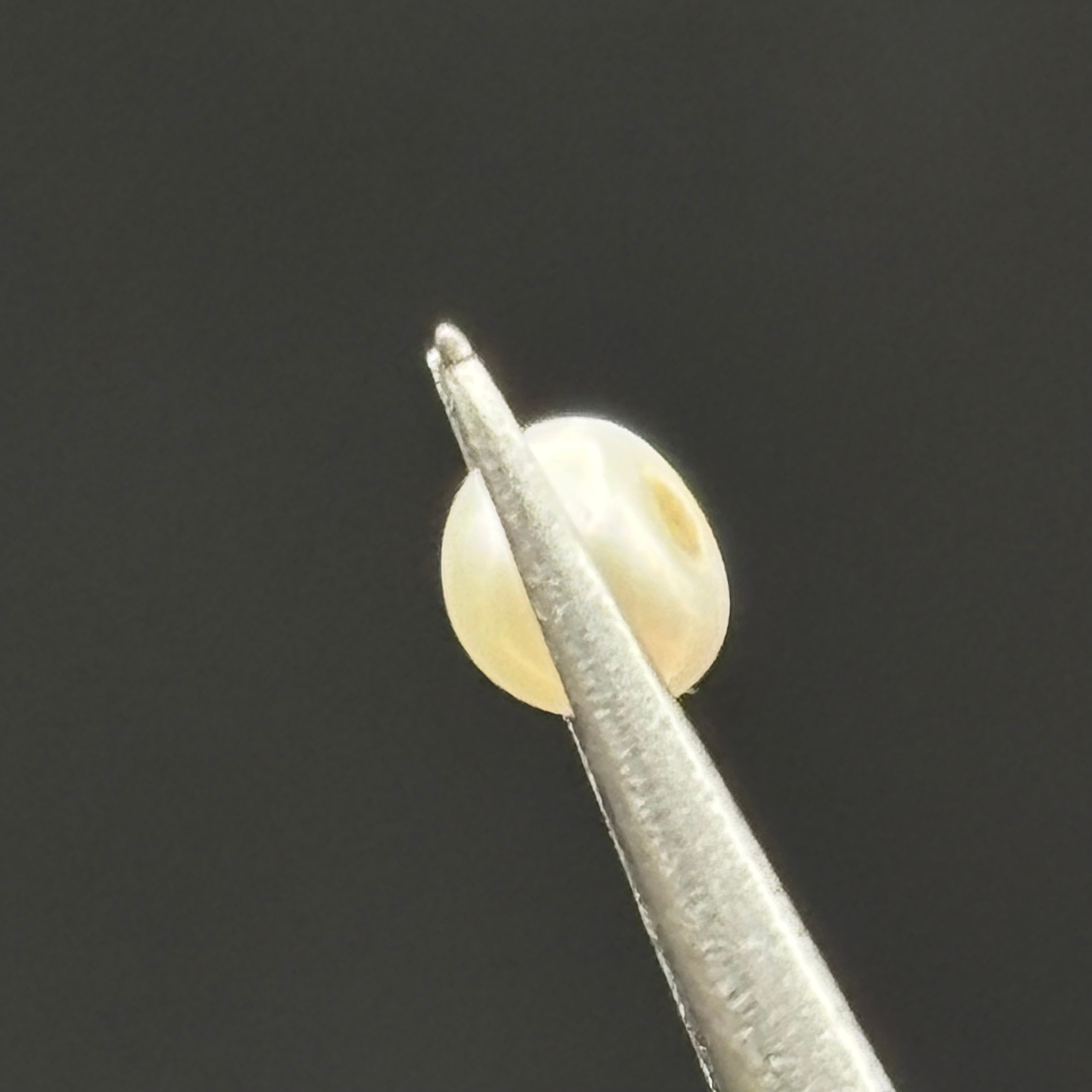 Wild Freshwater Pearl - 093