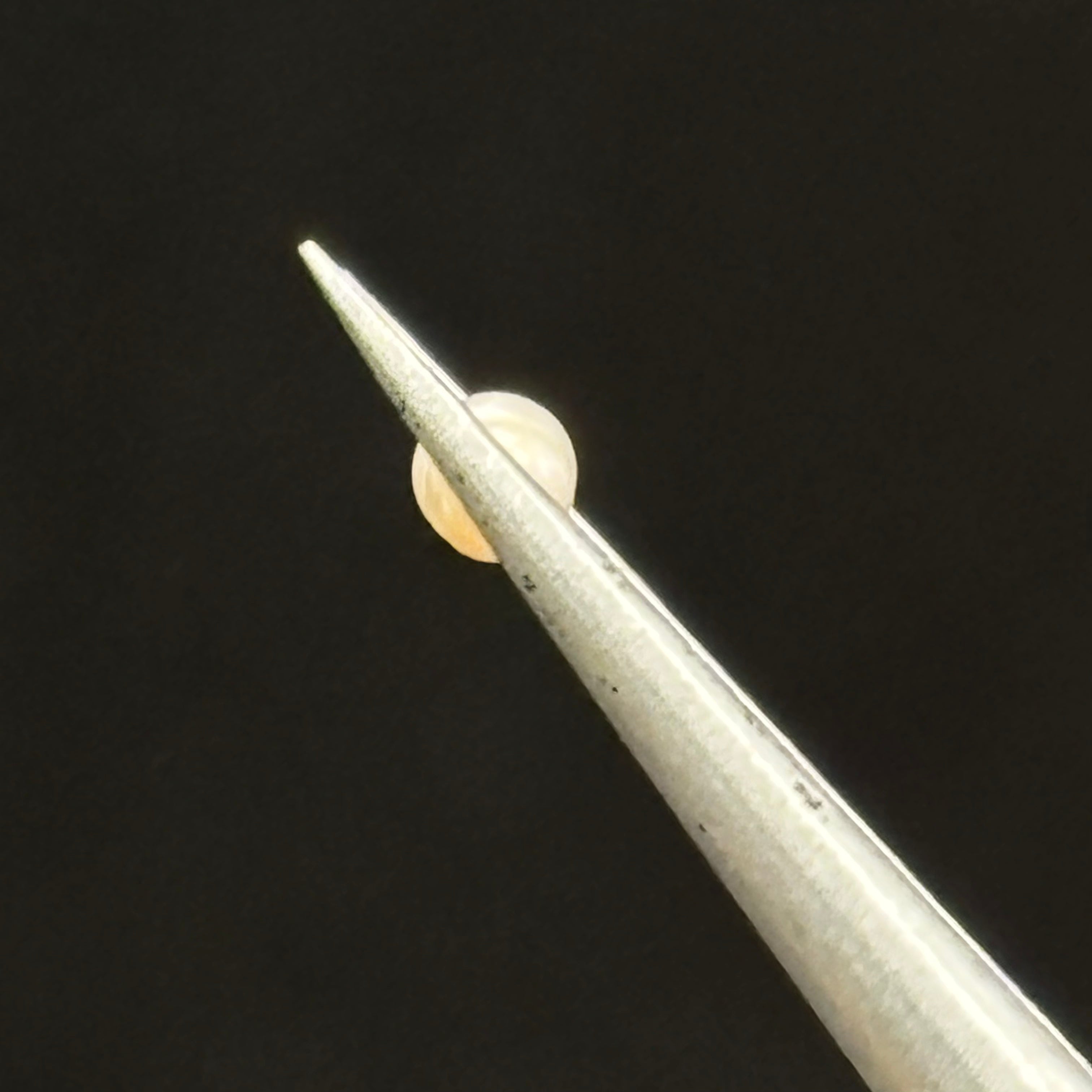 Wild Freshwater Pearl - 119