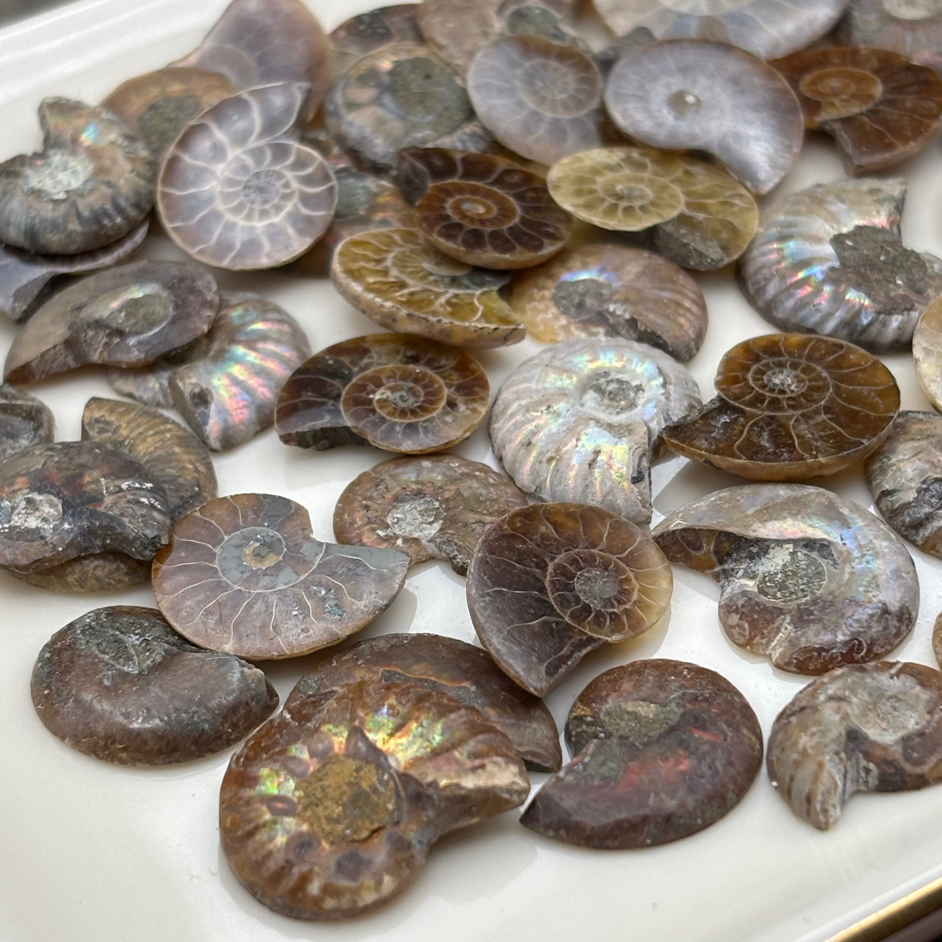 Ammonite