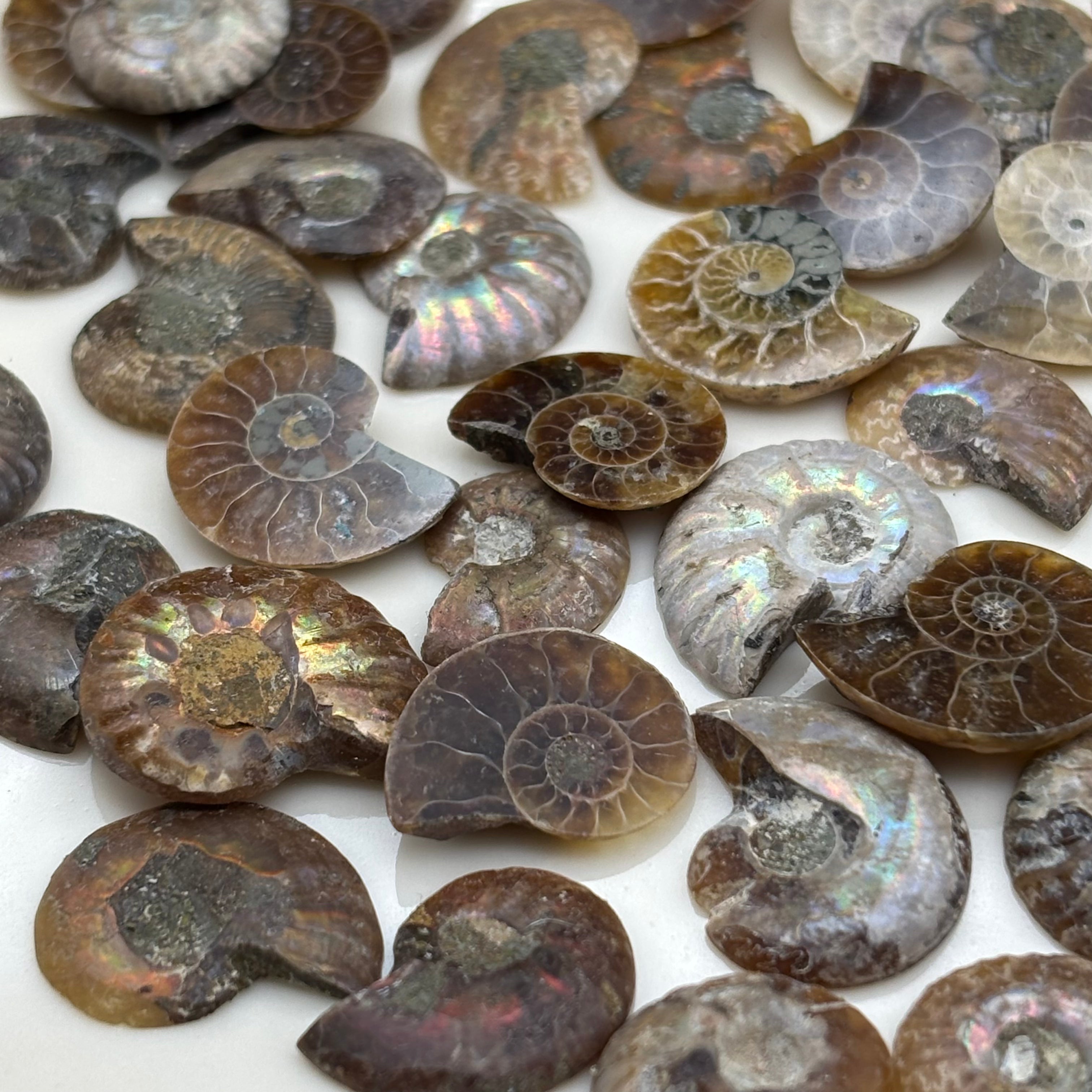 Ammonite