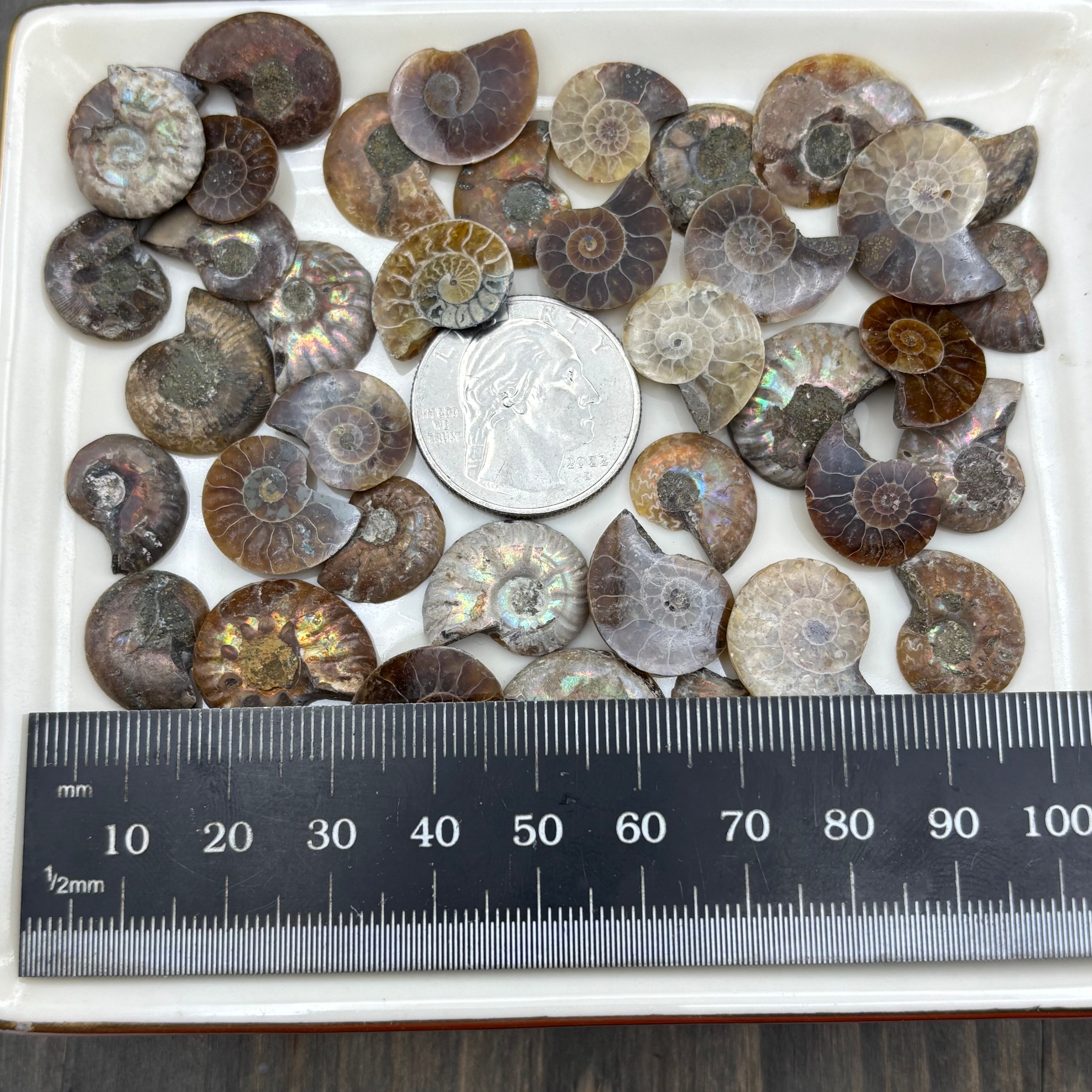 Ammonite