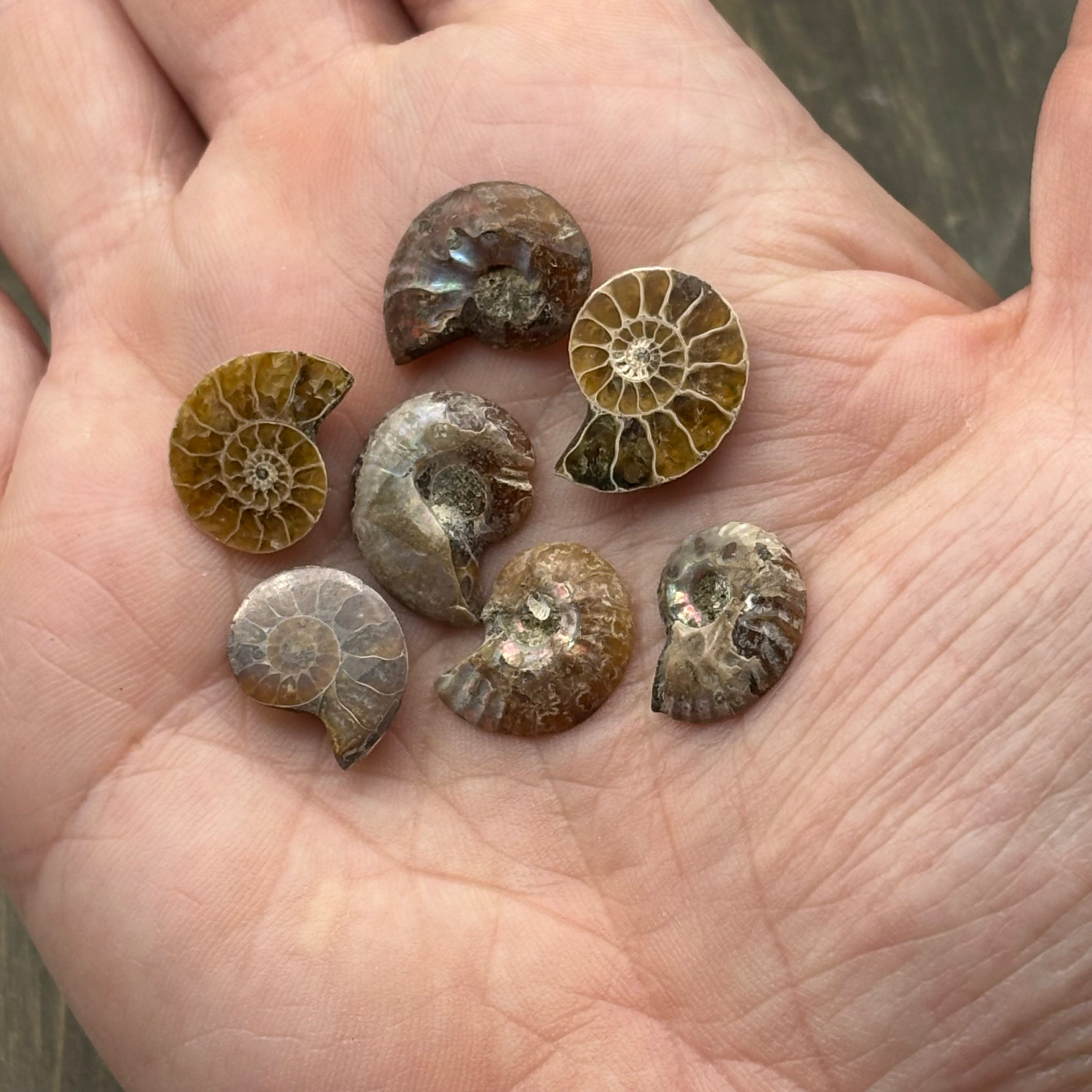 Ammonite