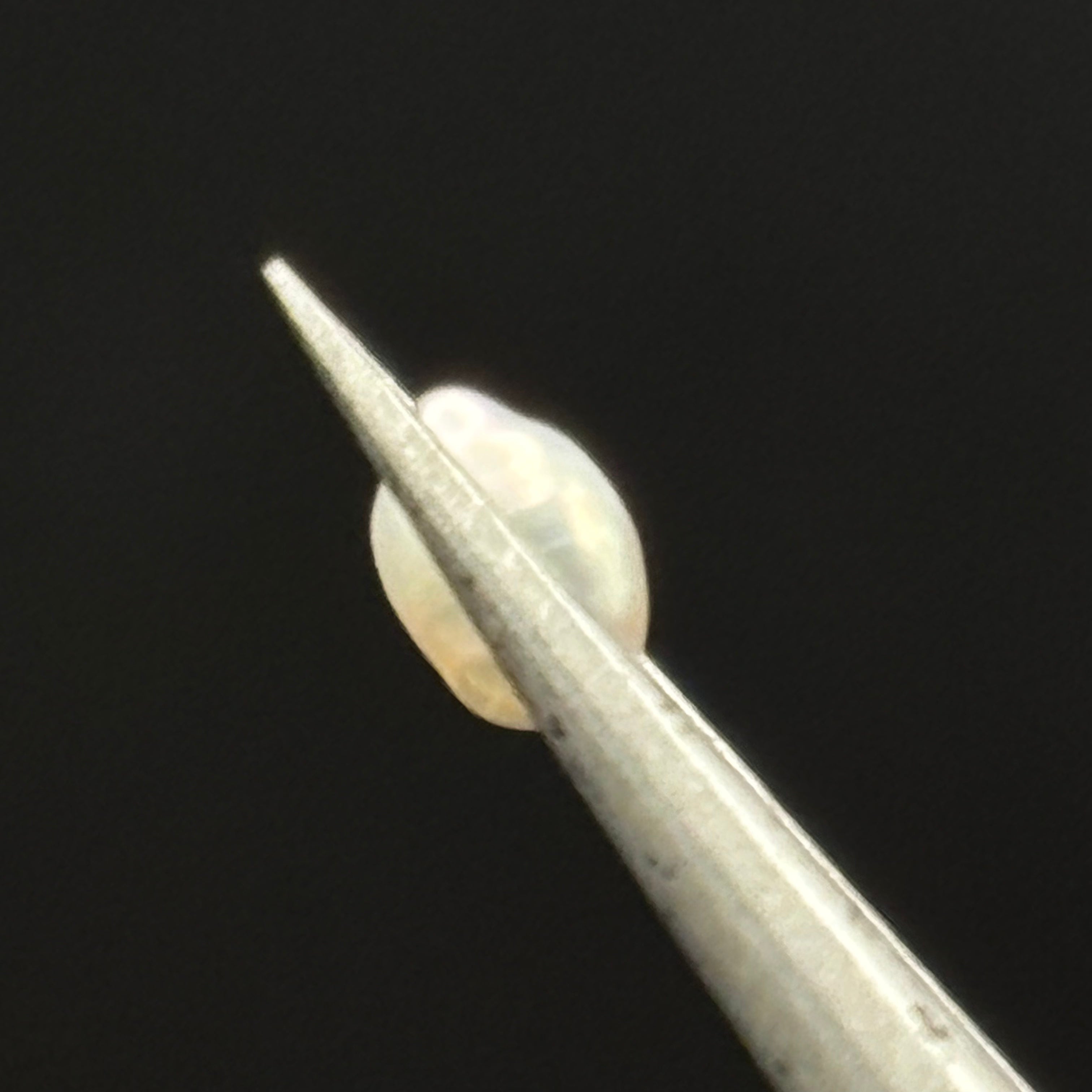 Wild Freshwater Pearl - 138