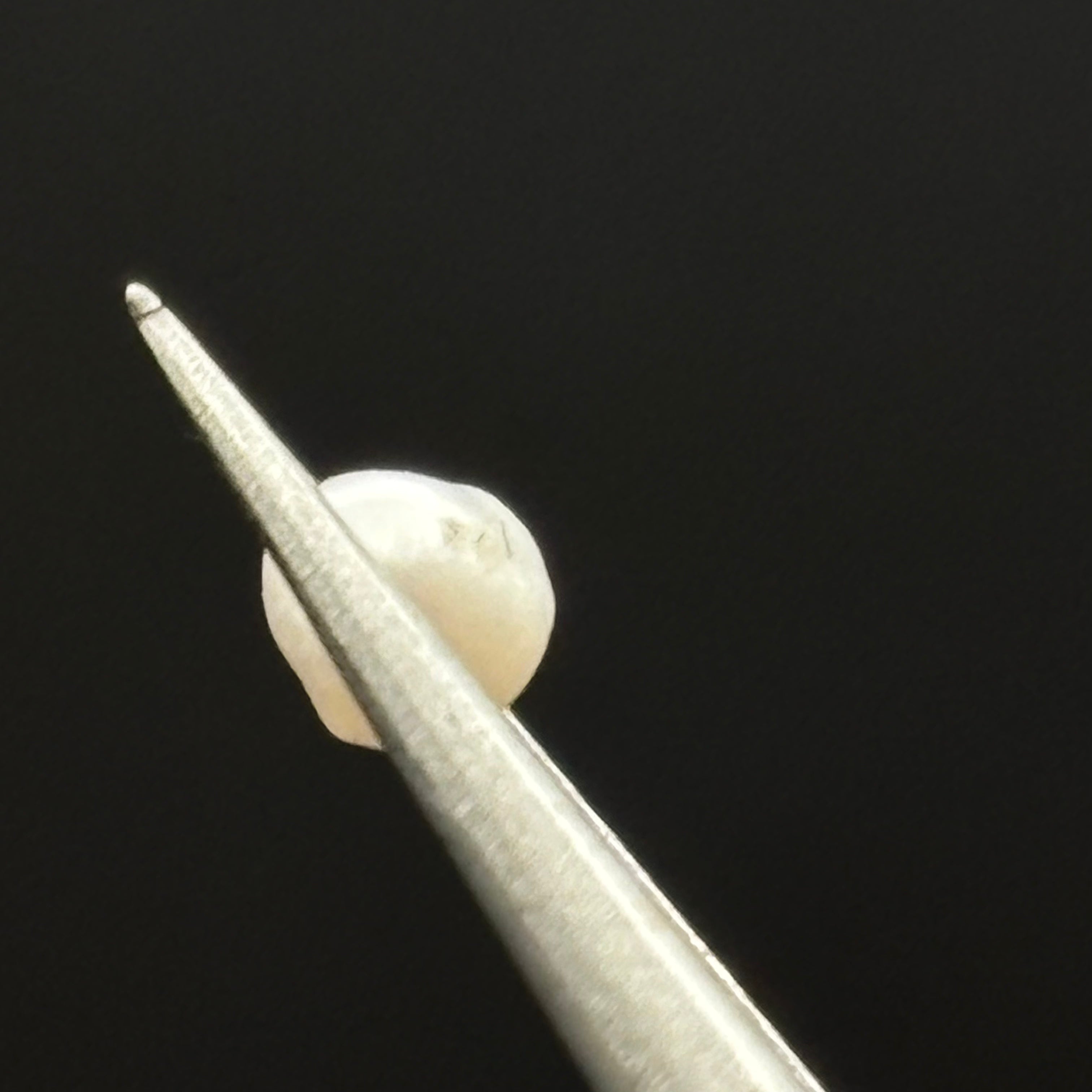 Wild Freshwater Pearl - 164