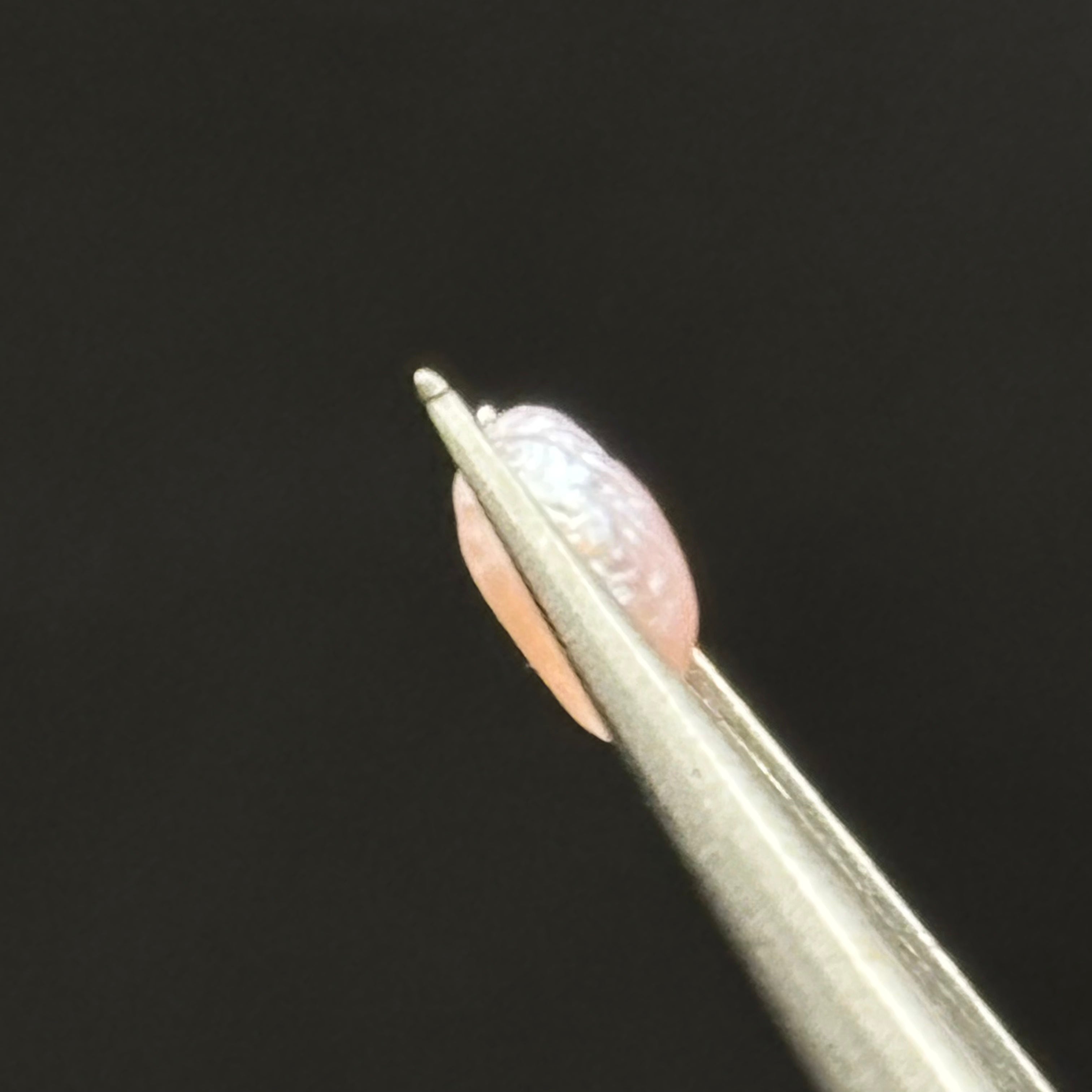 Wild Freshwater Pearl - 176