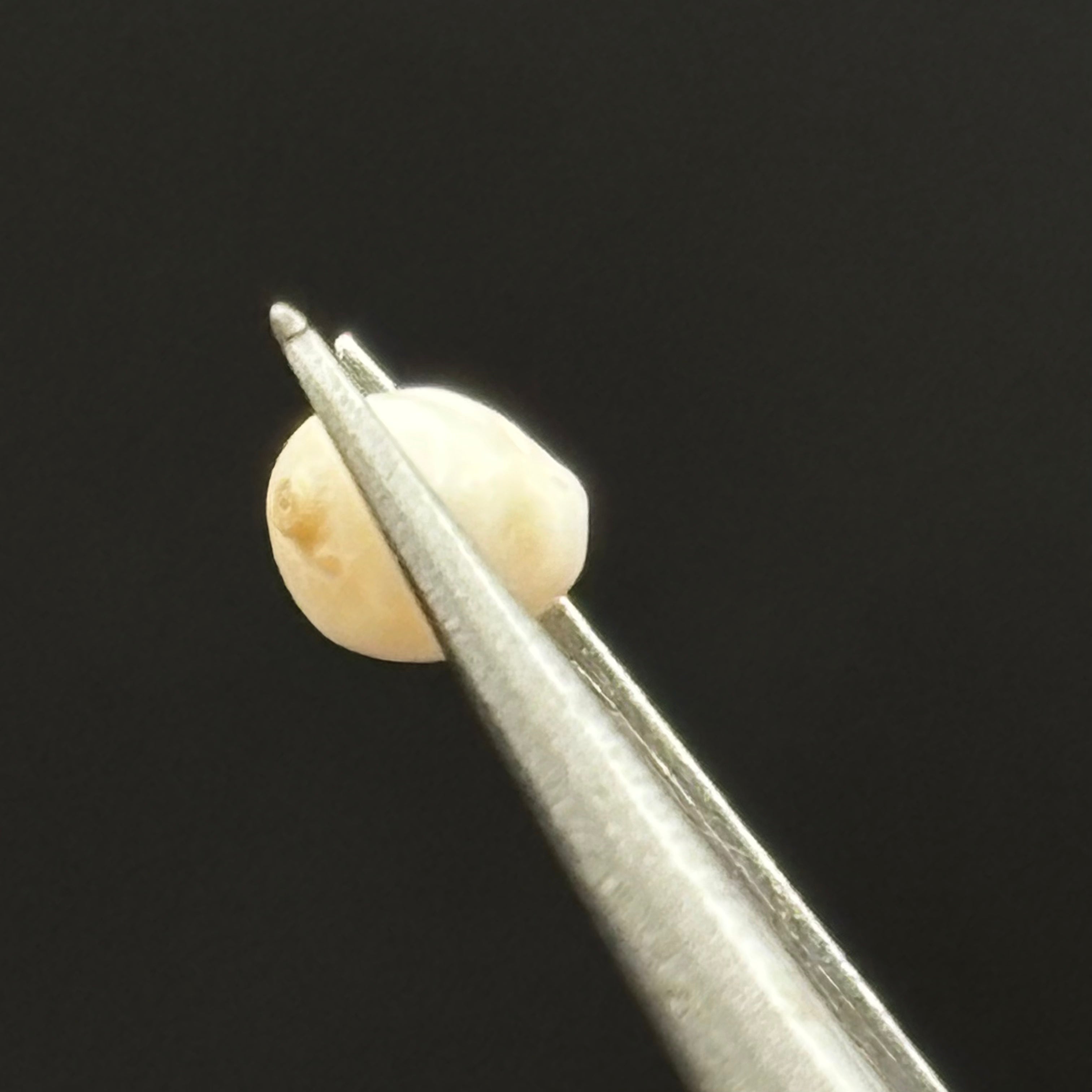 Wild Freshwater Pearl - 182