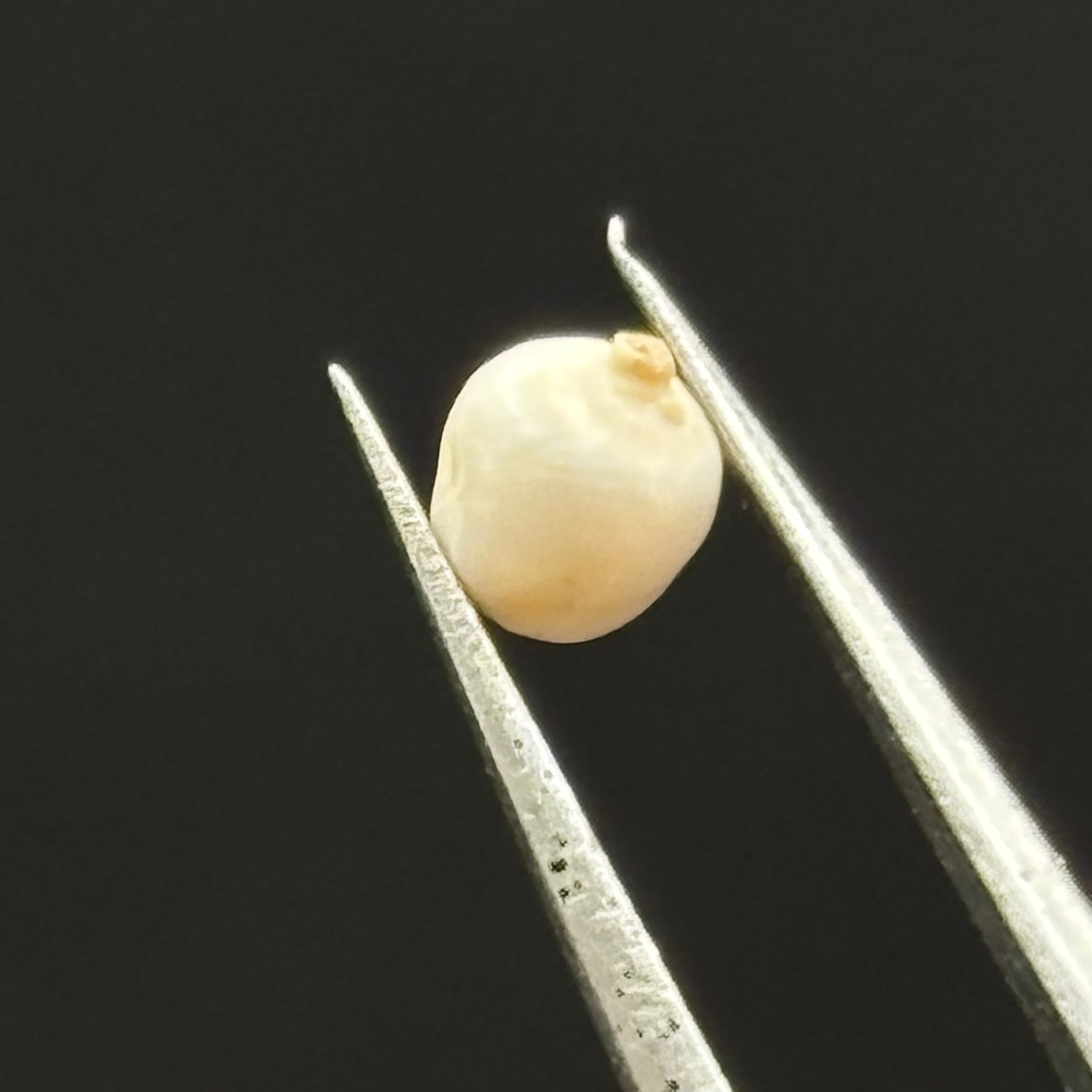 Wild Freshwater Pearl - 182