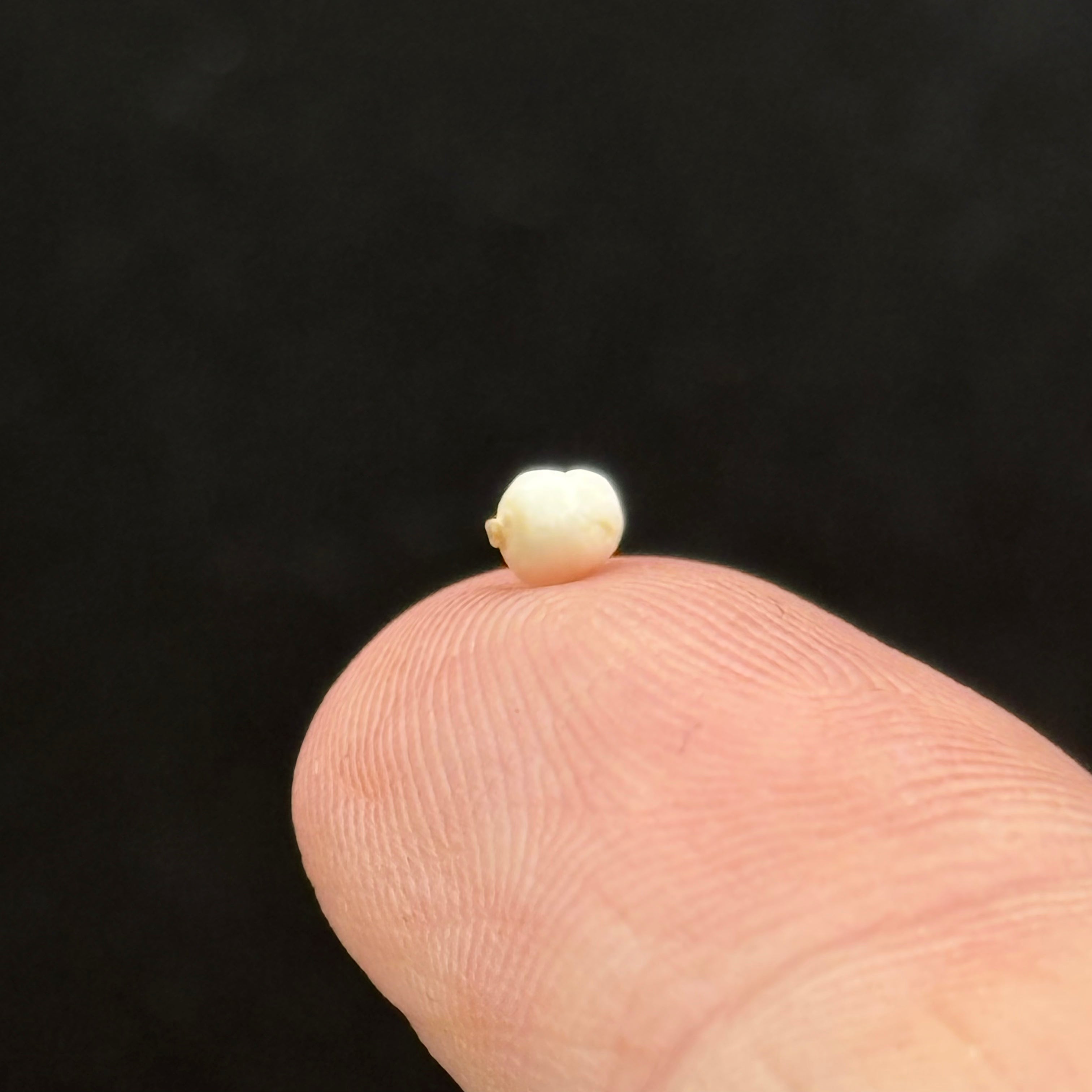 Wild Freshwater Pearl - 182