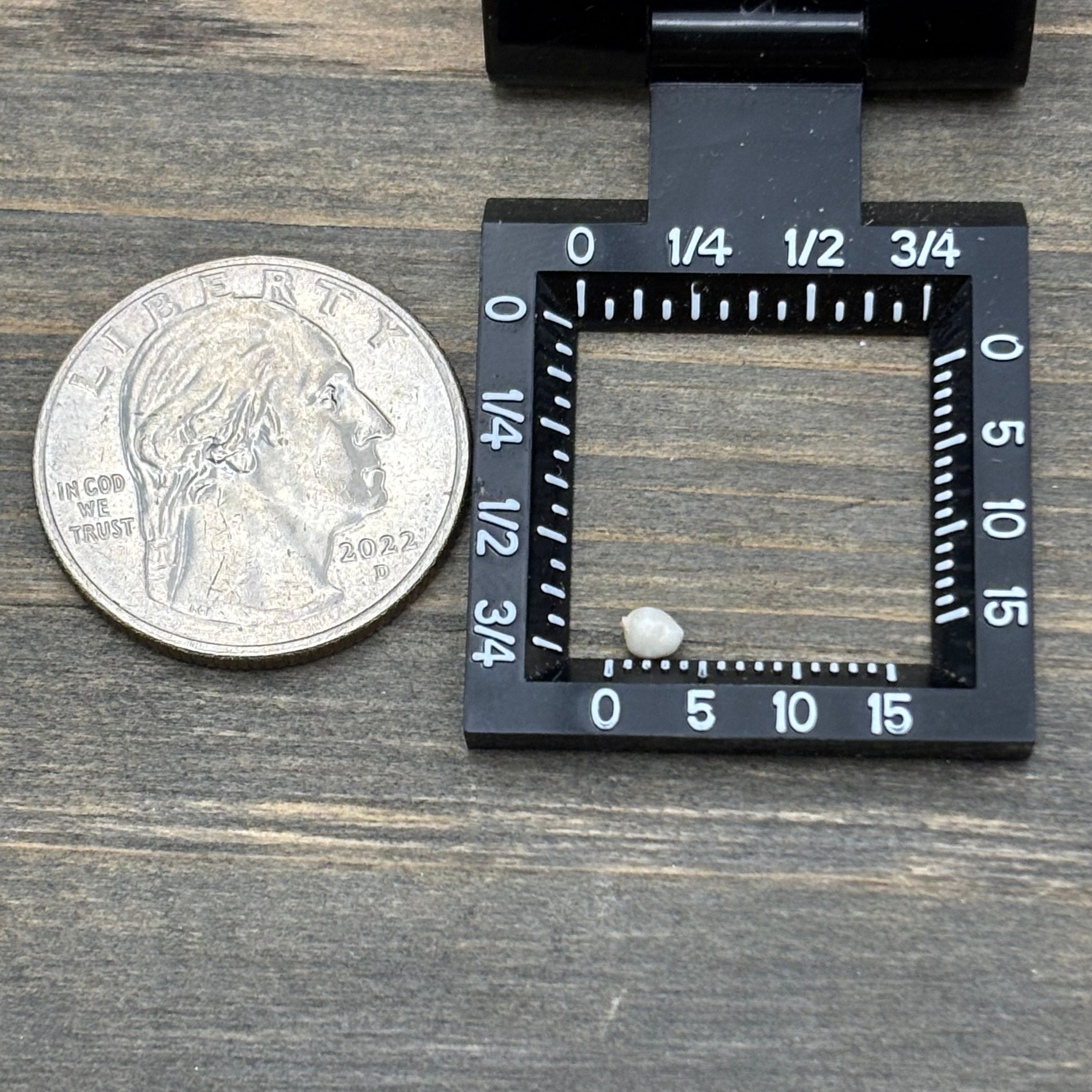 Wild Freshwater Pearl - 182