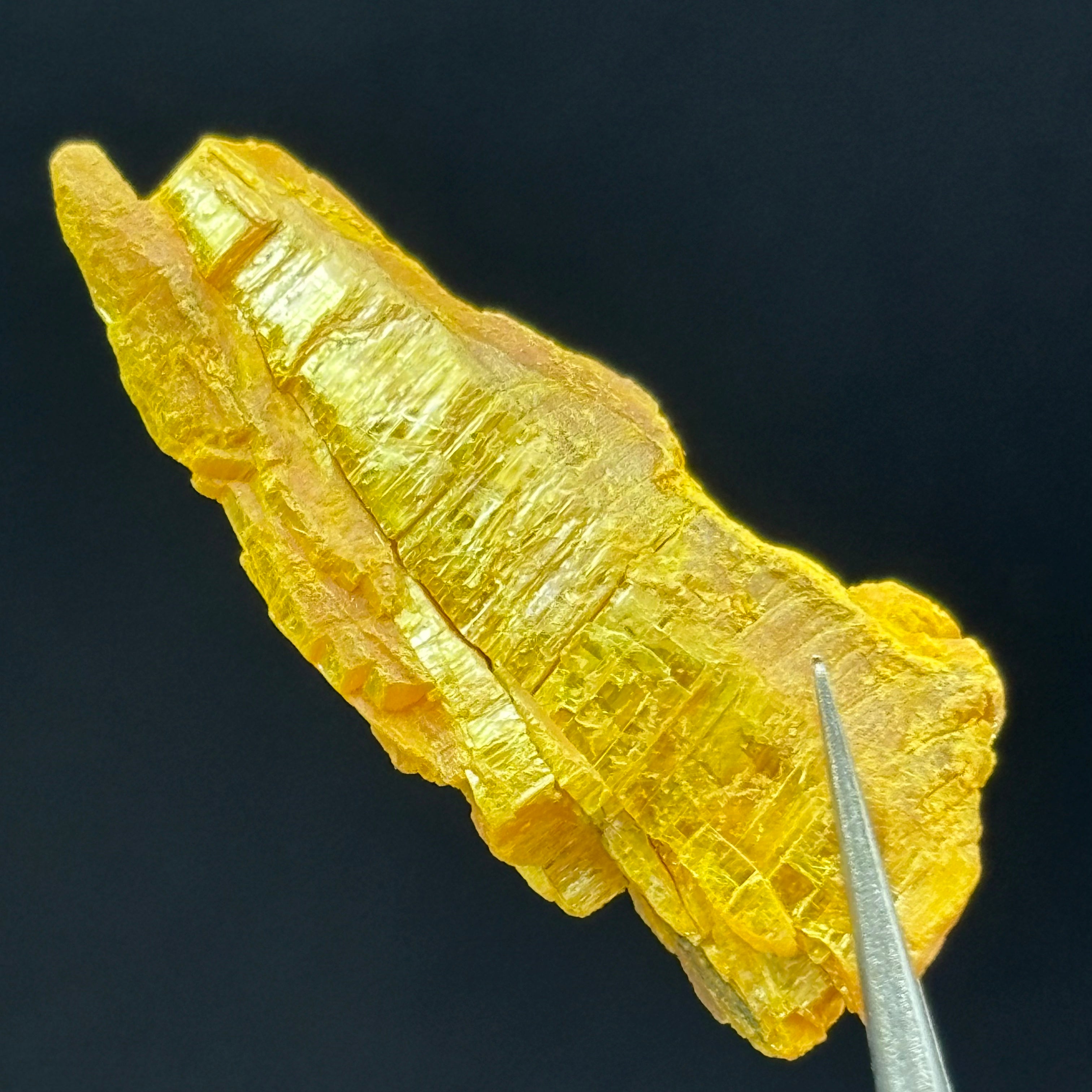 Siberian Orpiment - 041