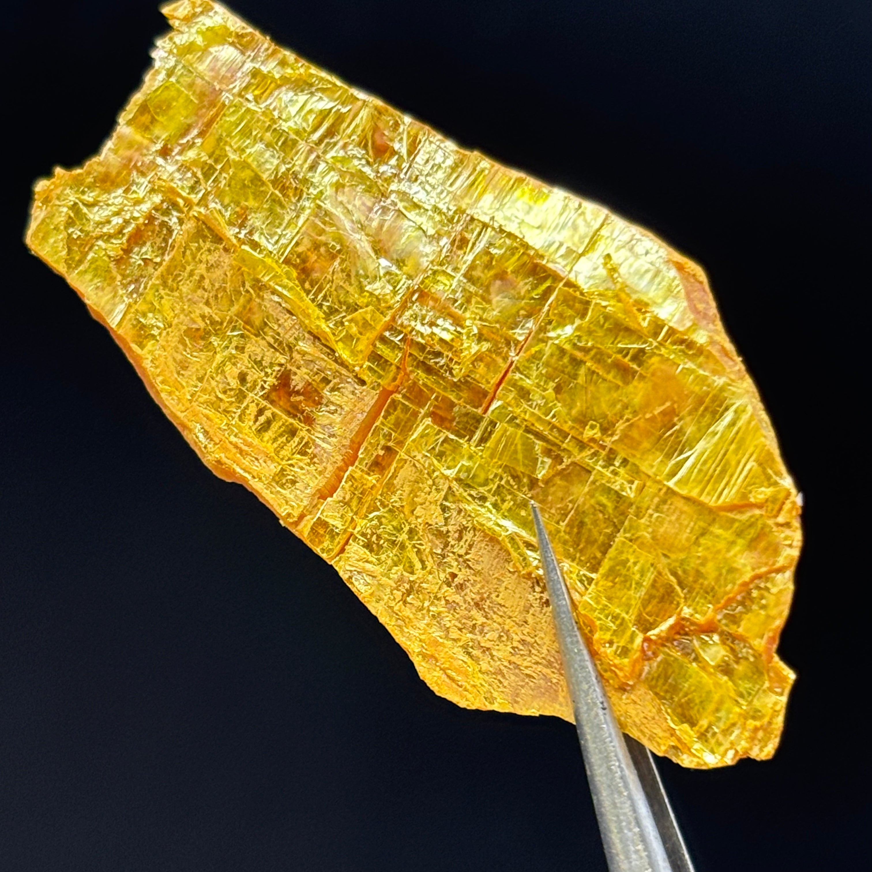 Siberian Orpiment - 052