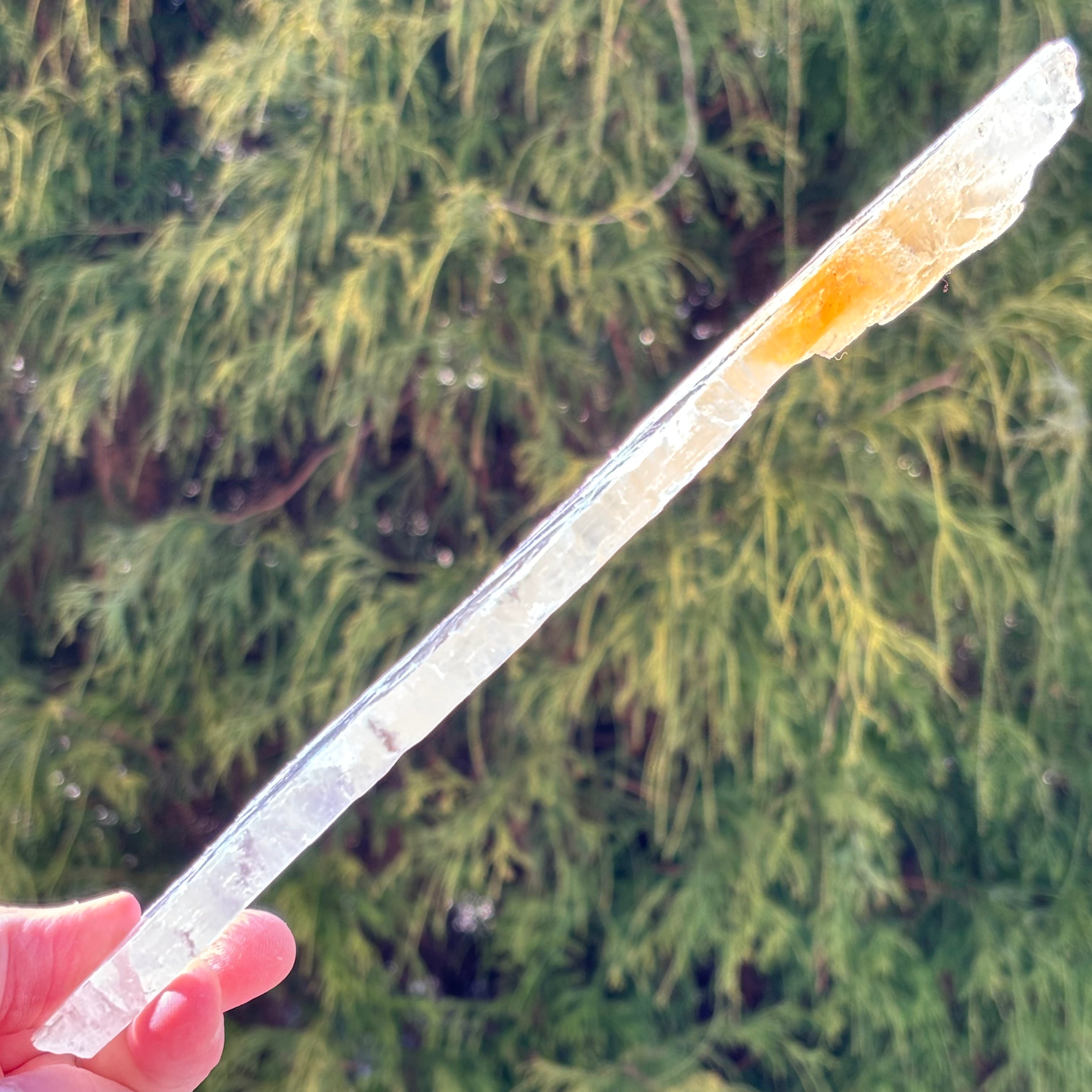 Golden Selenite Window - 546