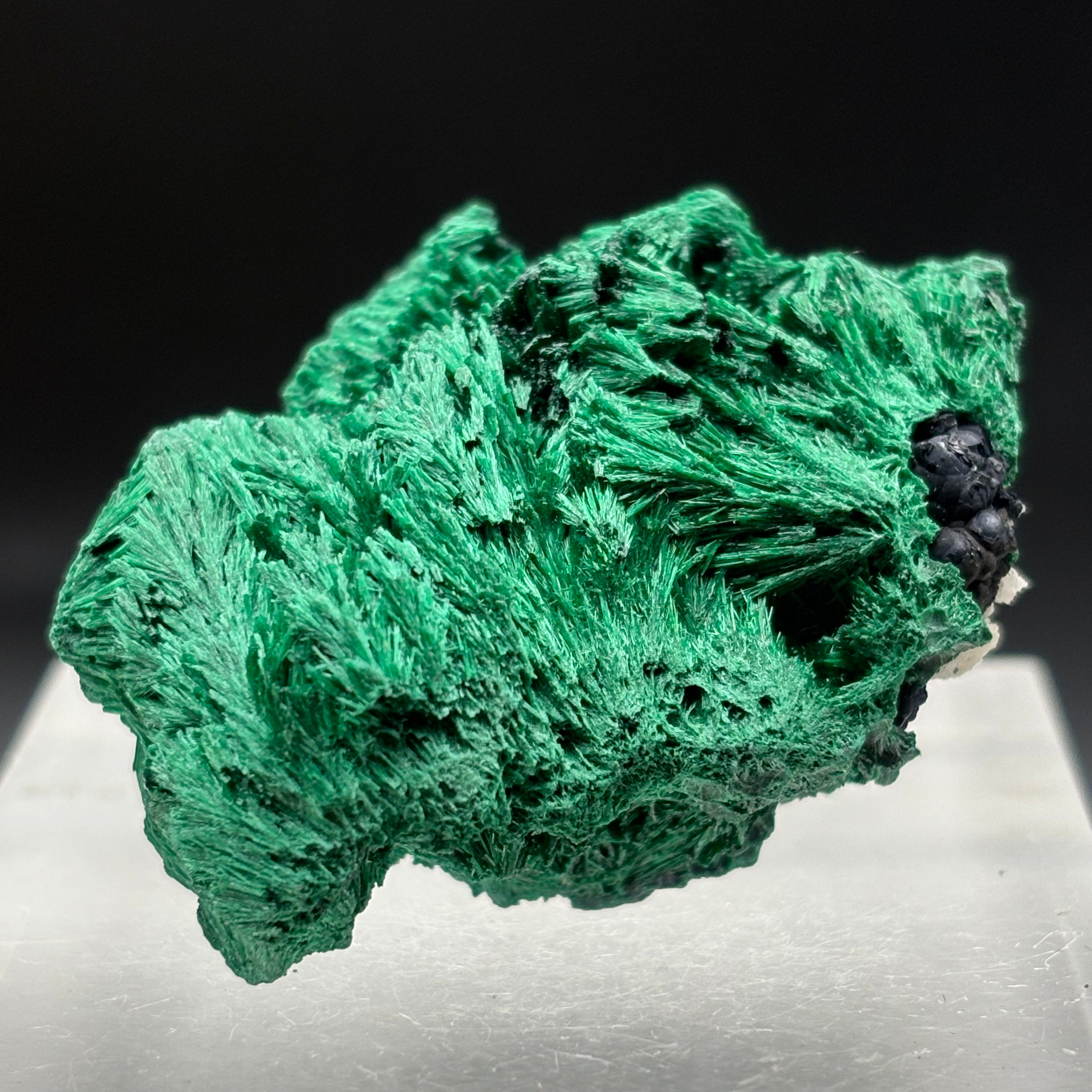 Emperor Malachite - 138