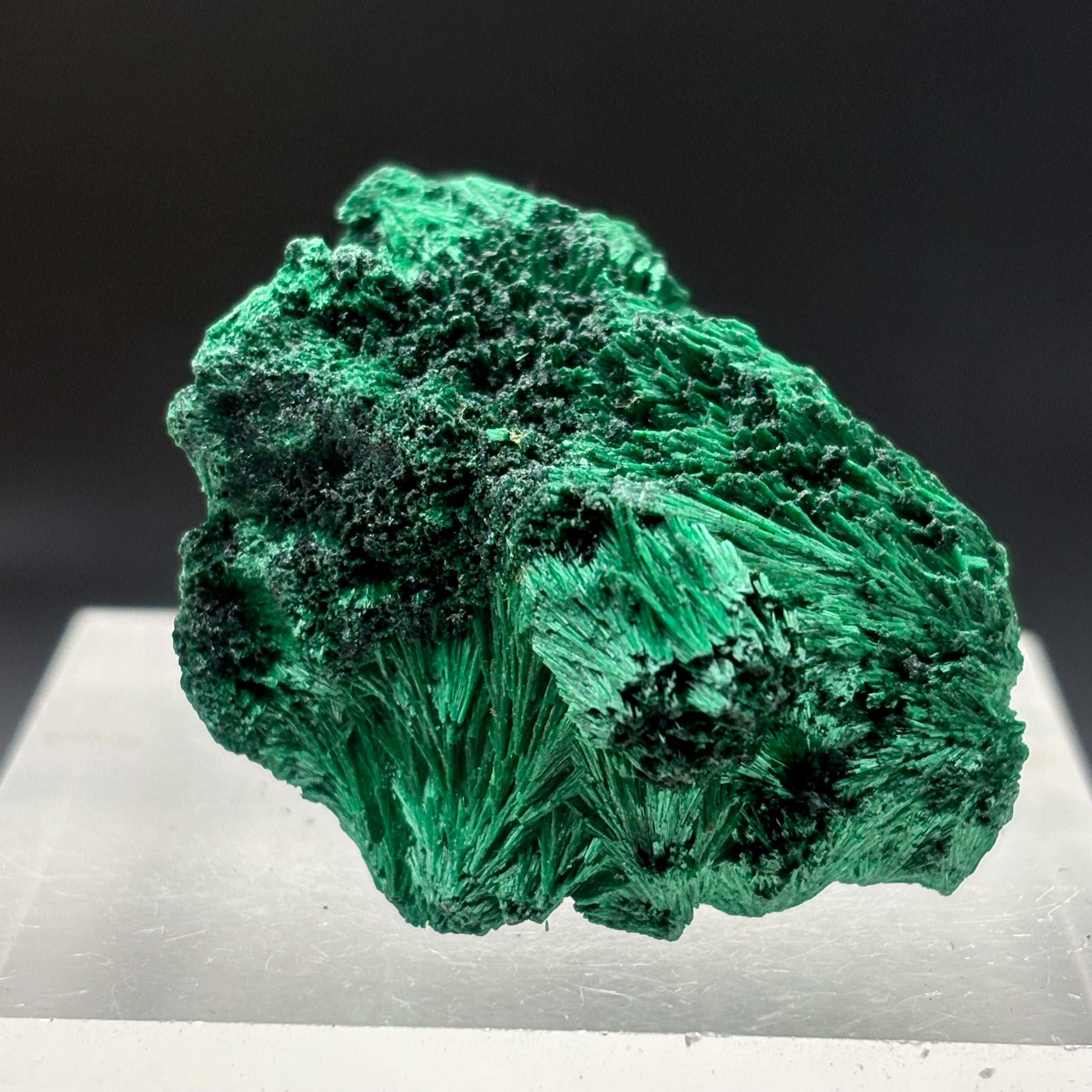 Emperor Malachite - 138