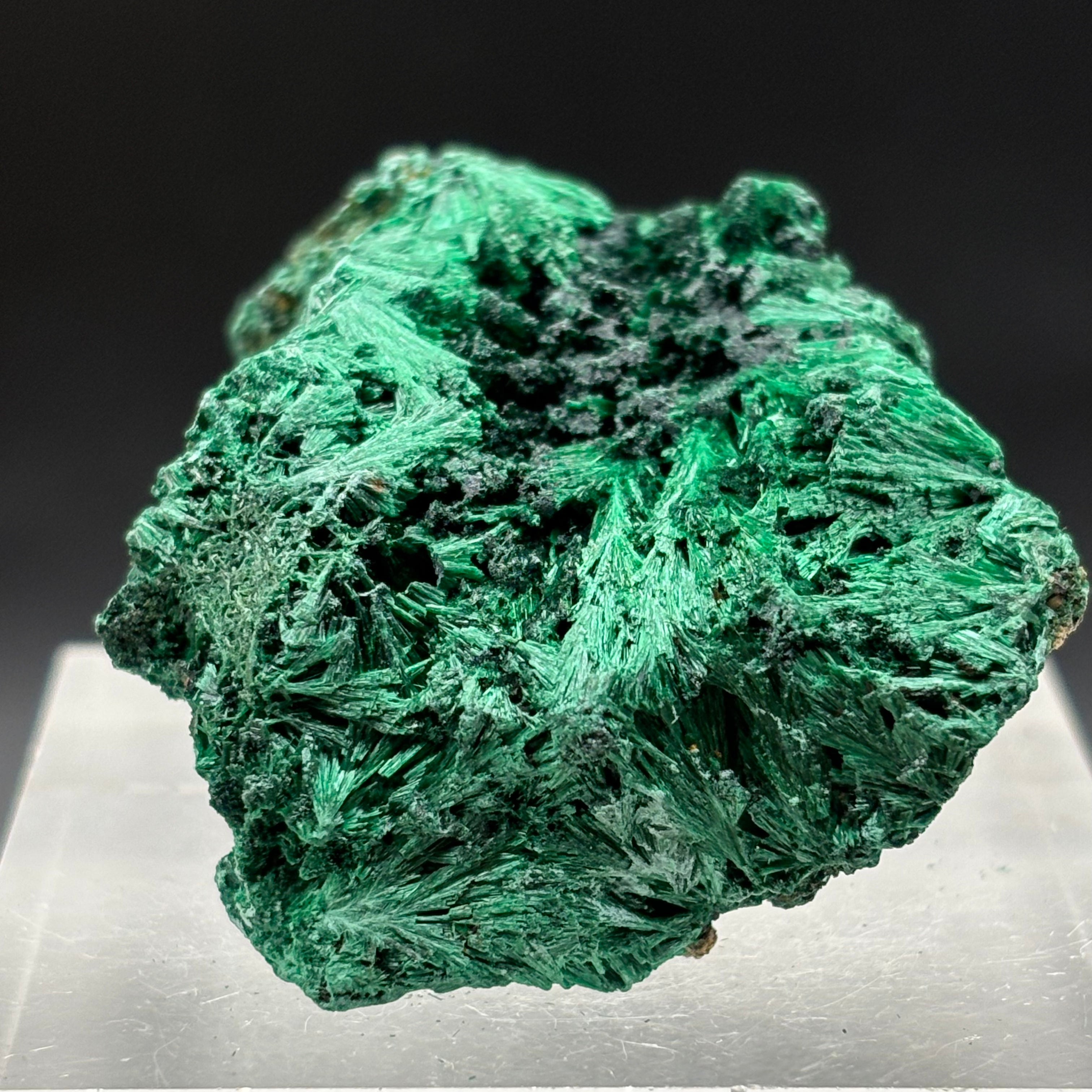 Emperor Malachite - 141