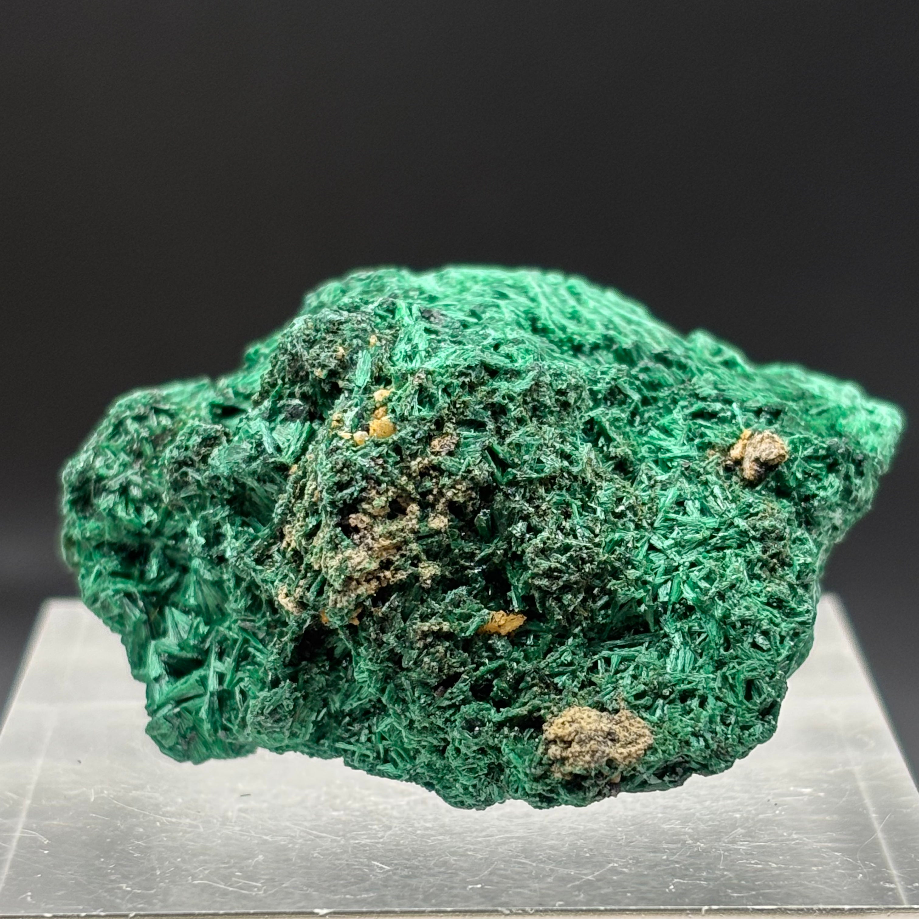 Emperor Malachite - 141