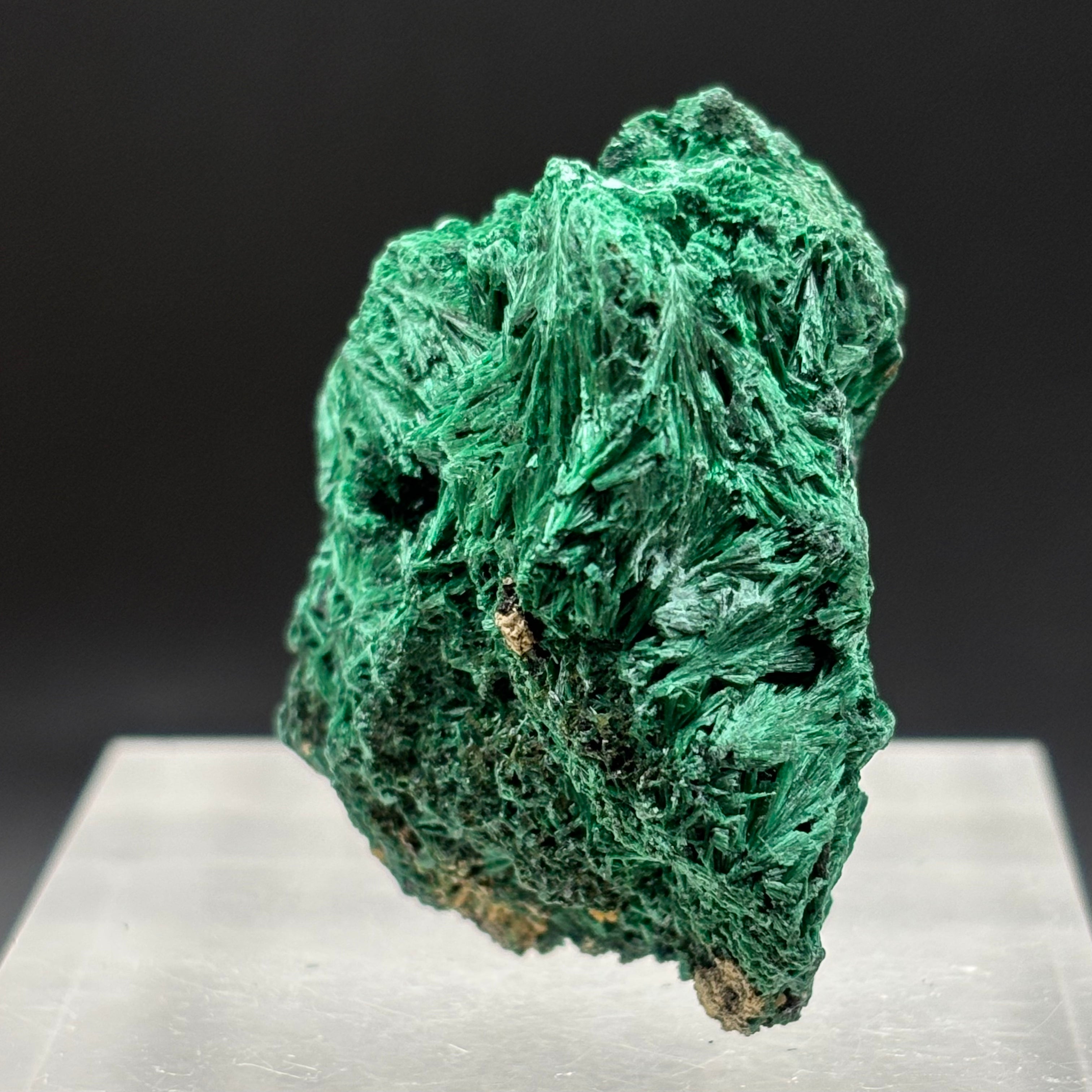 Emperor Malachite - 141