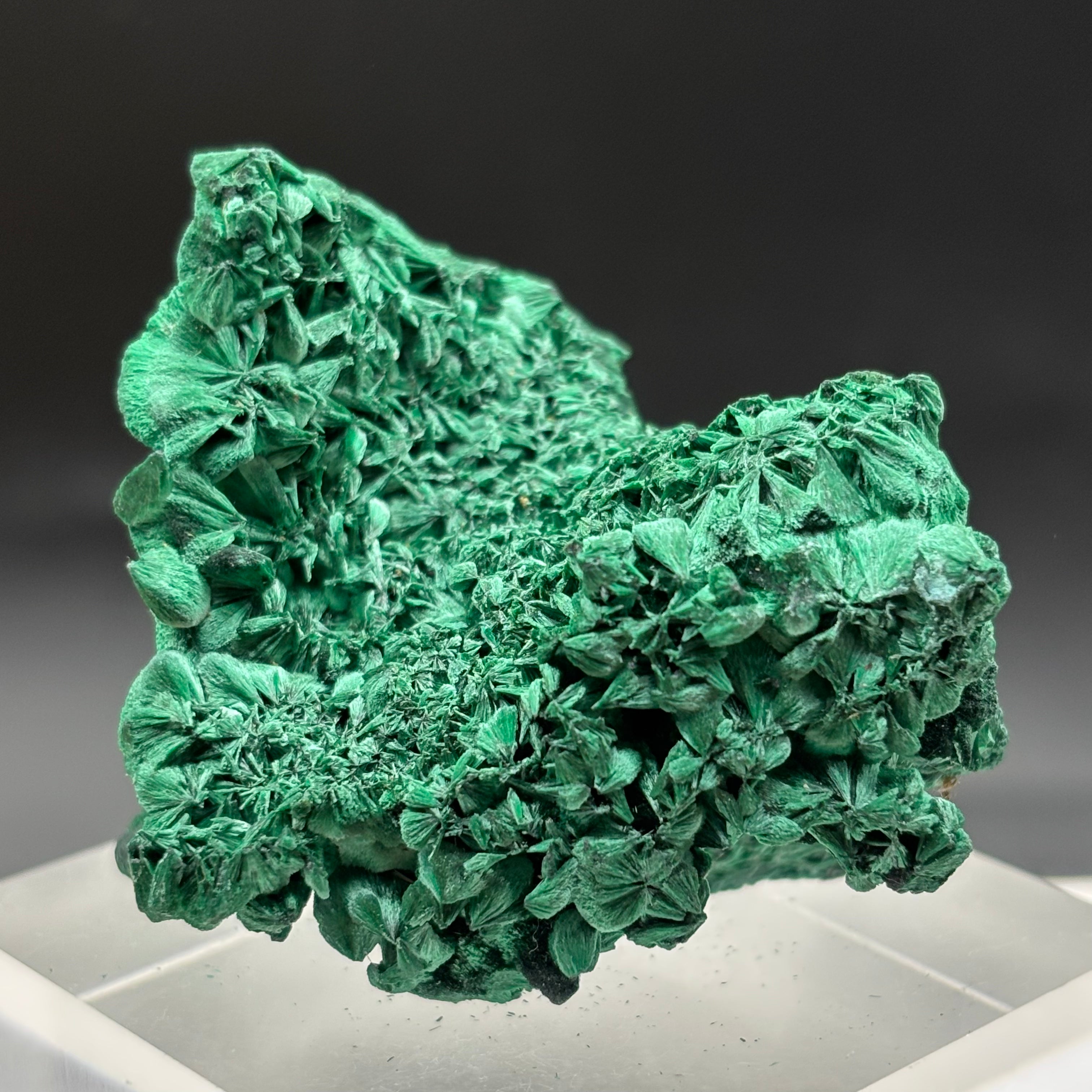 Emperor Malachite - 145