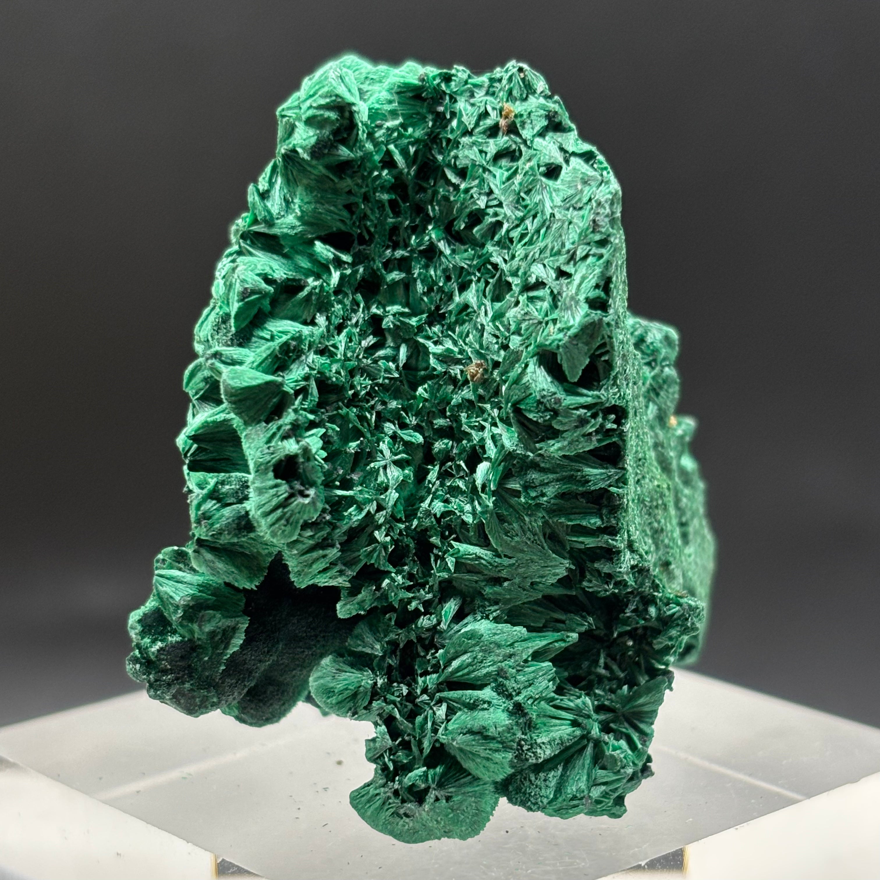Emperor Malachite - 145