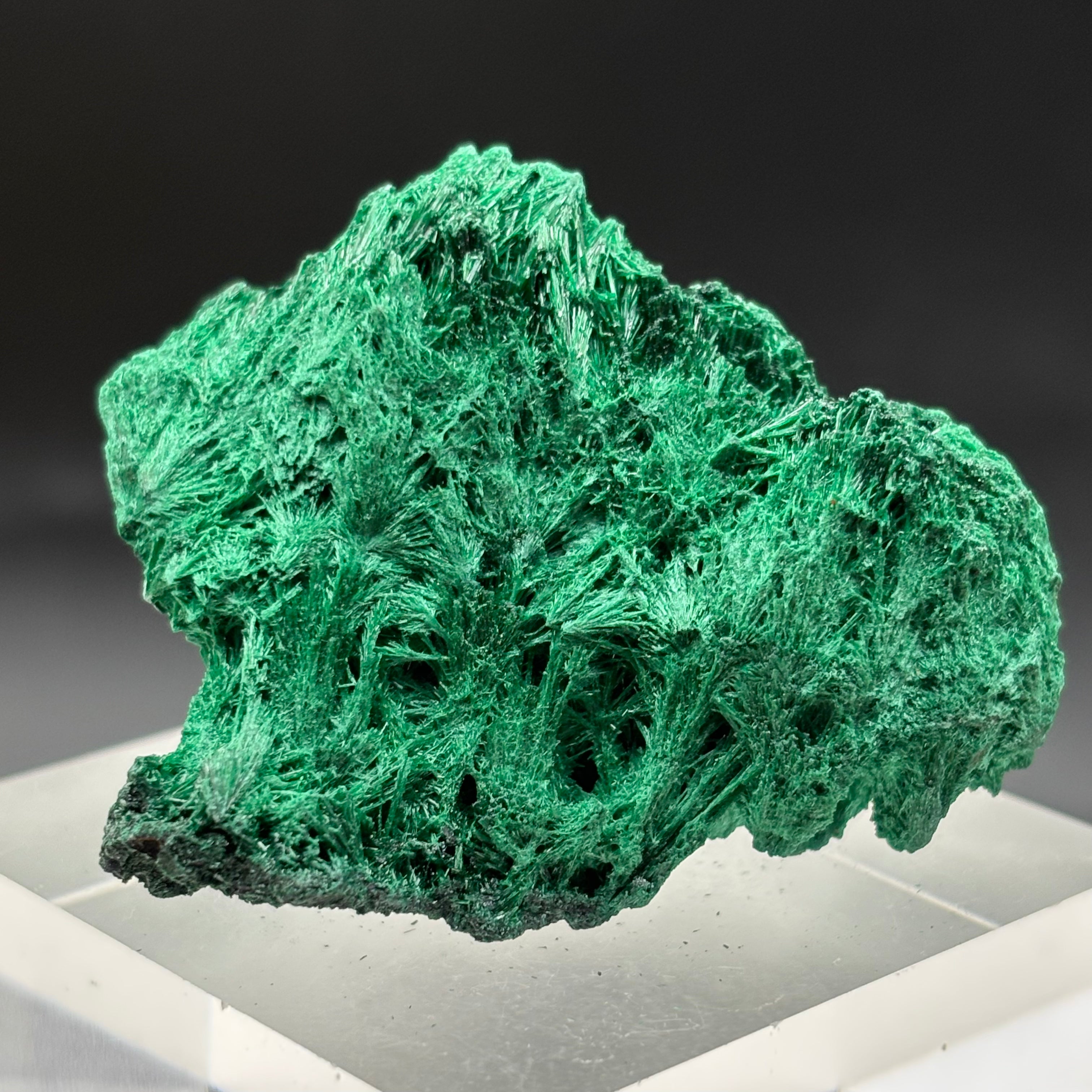 Emperor Malachite - 146