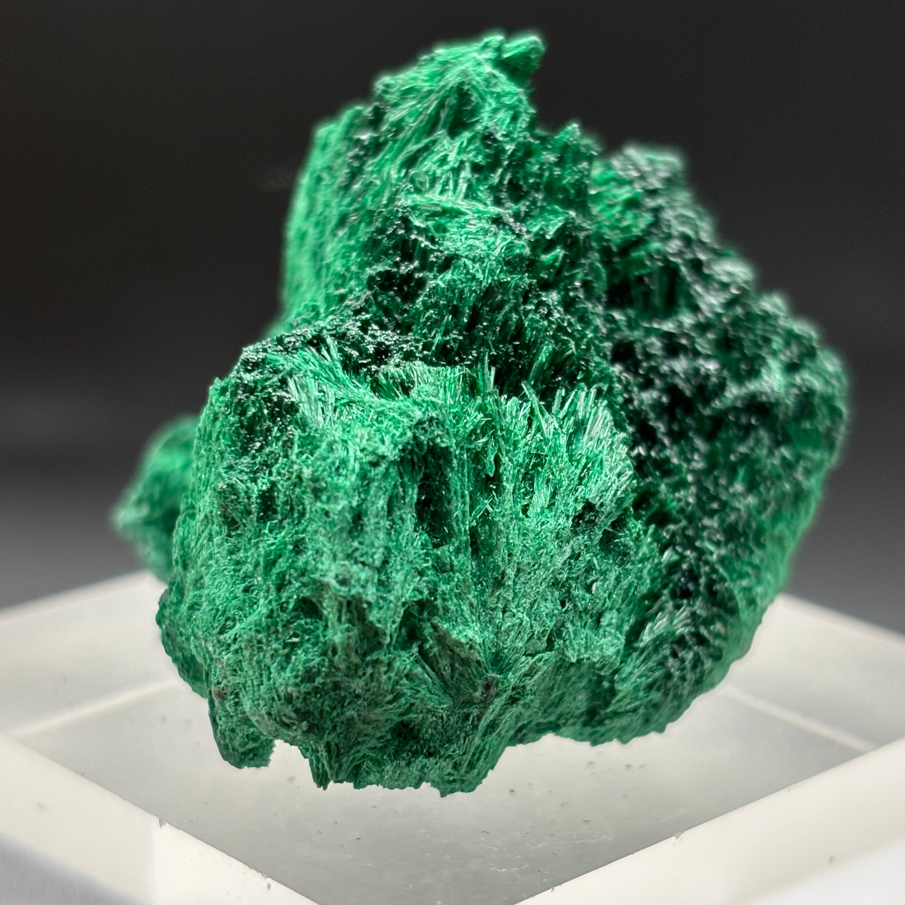 Emperor Malachite - 146