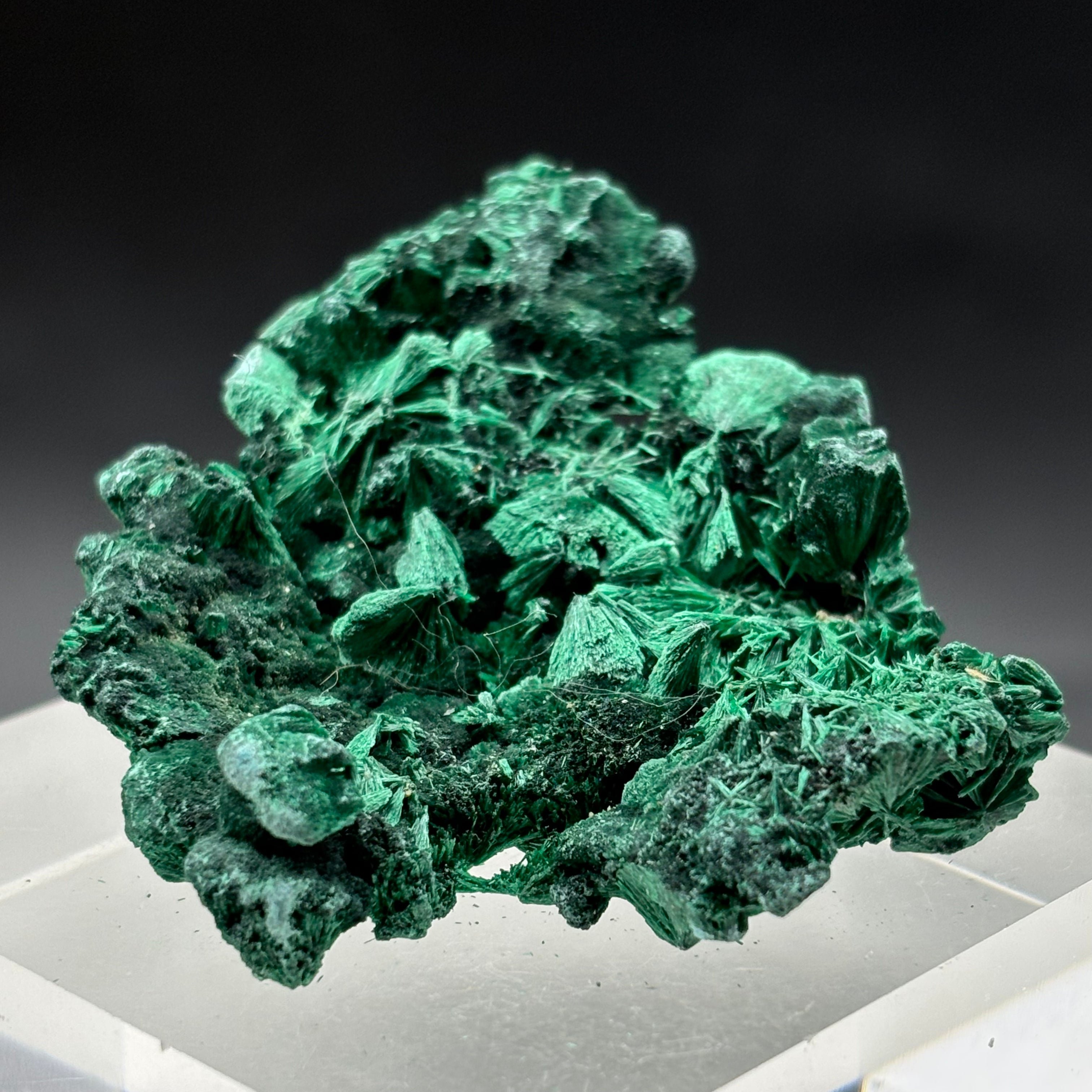Emperor Malachite - 147