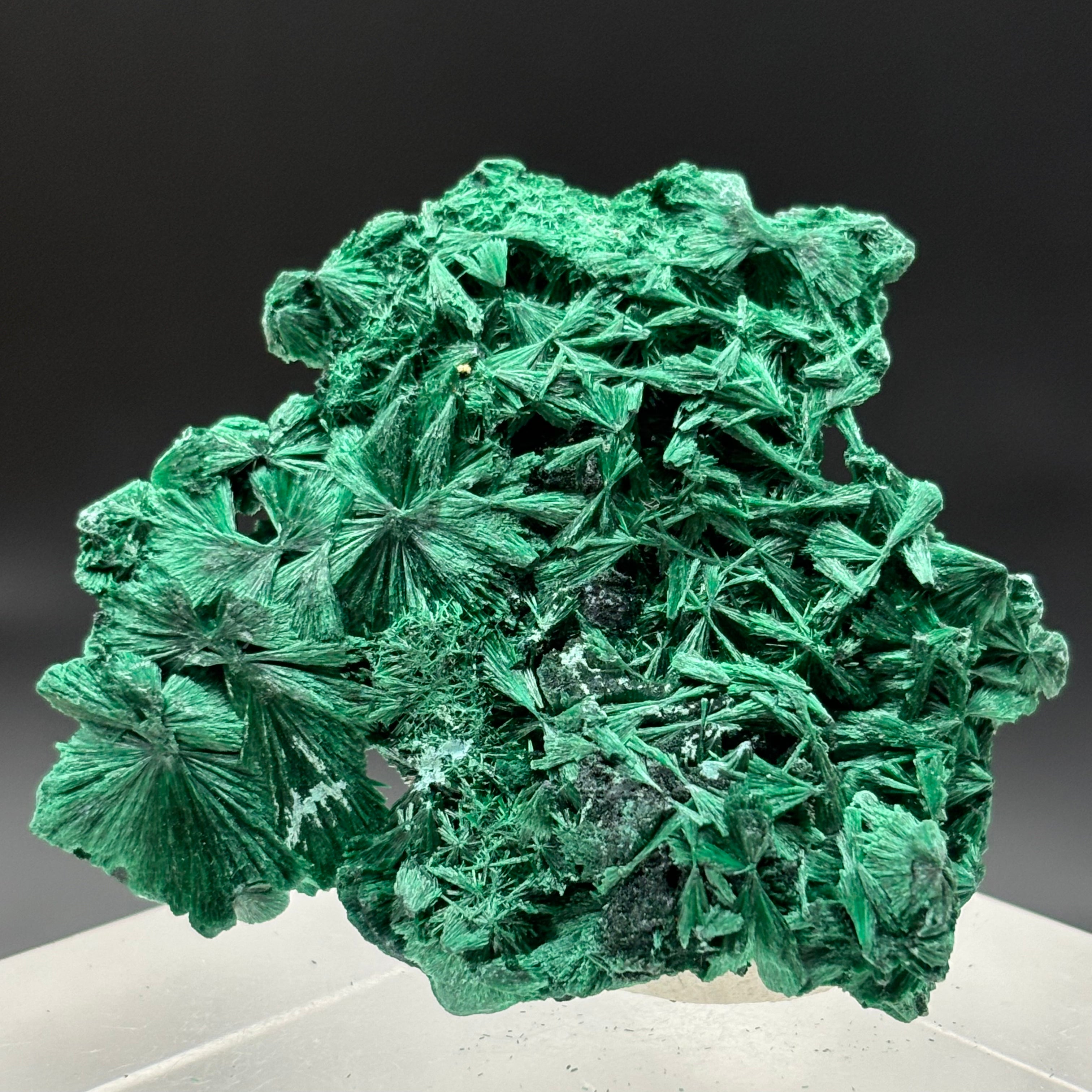 Emperor Malachite - 147